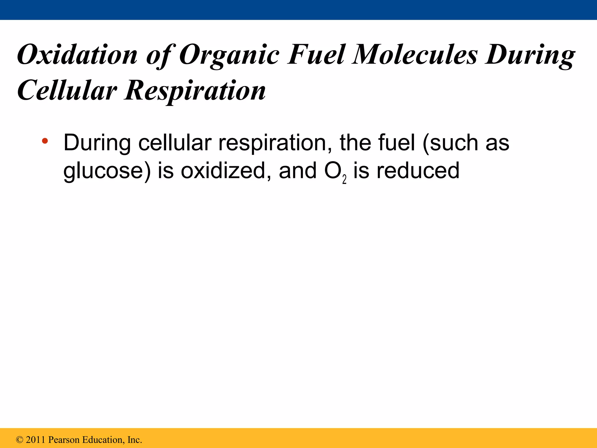 Oxidation of Organic Fuel Molecules During
Cellular Respiration
     • During cellular respiration, the fuel (such as
       glucose) is oxidized, and O2 is reduced




© 2011 Pearson Education, Inc.
 
