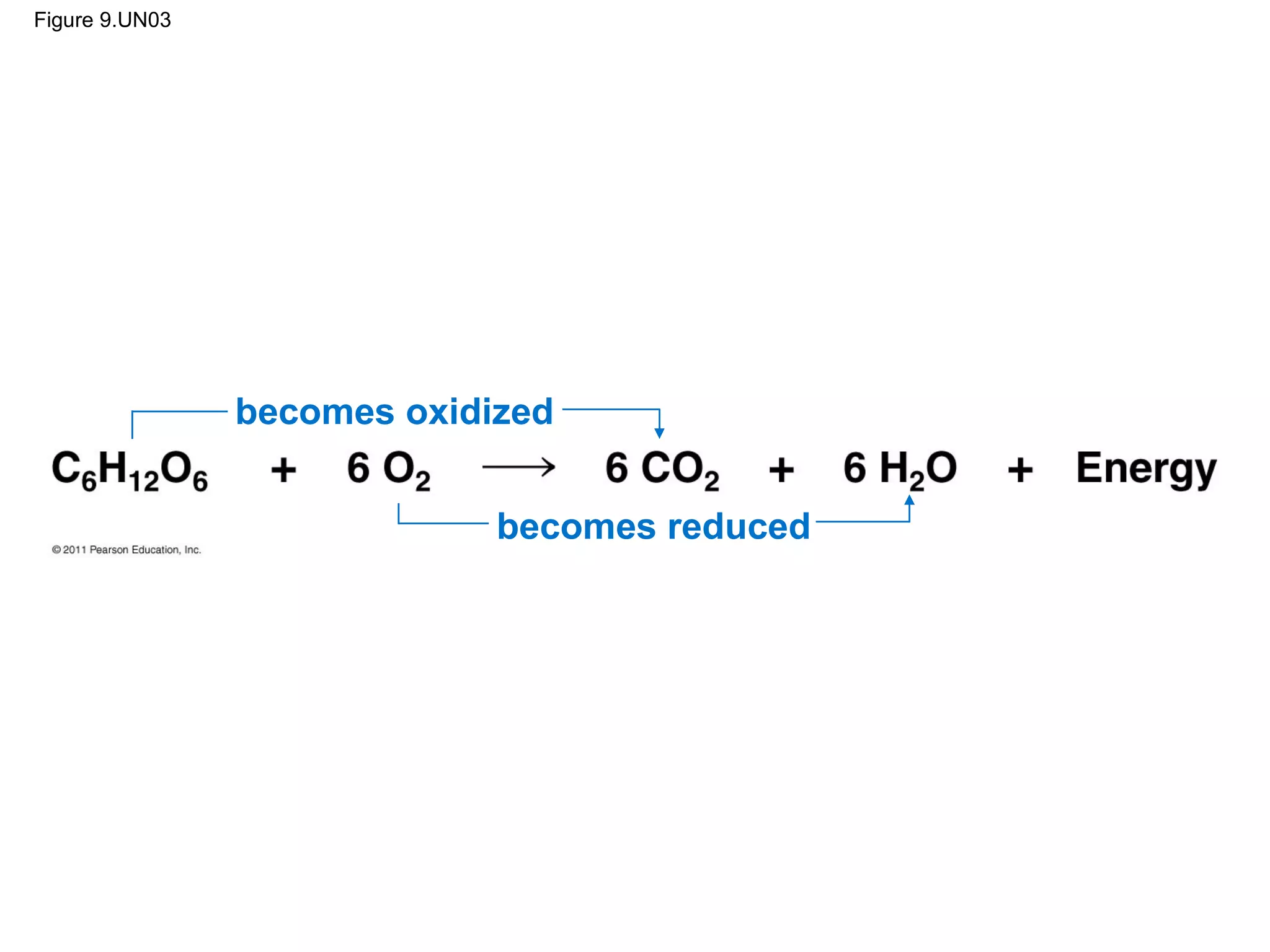 Figure 9.UN03




                becomes oxidized


                             becomes reduced
 