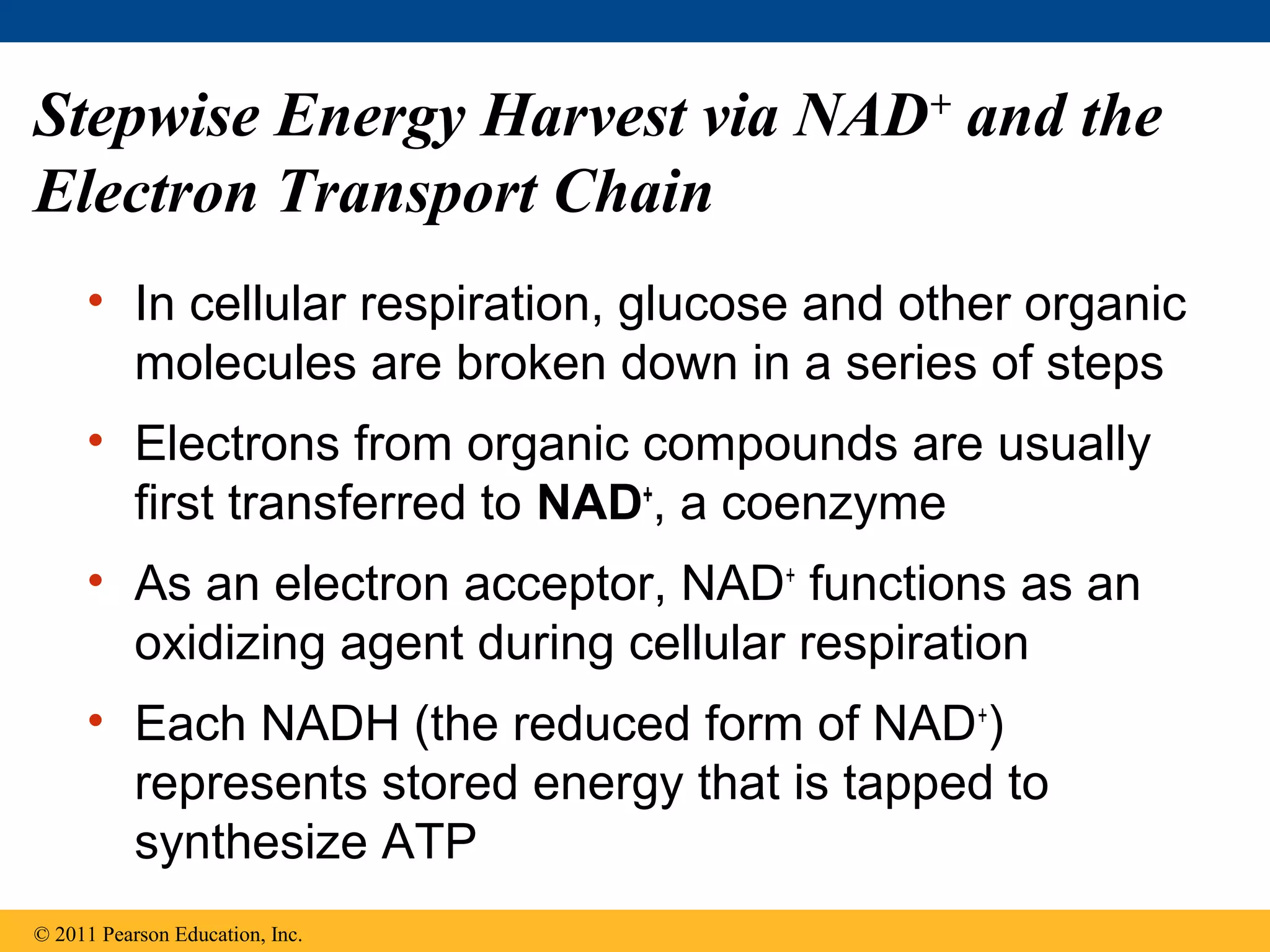 Stepwise Energy Harvest via NAD+ and the
Electron Transport Chain
     • In cellular respiration, glucose and other organic
       molecules are broken down in a series of steps
     • Electrons from organic compounds are usually
       first transferred to NAD+, a coenzyme
     • As an electron acceptor, NAD+ functions as an
       oxidizing agent during cellular respiration
     • Each NADH (the reduced form of NAD+)
       represents stored energy that is tapped to
       synthesize ATP
© 2011 Pearson Education, Inc.
 