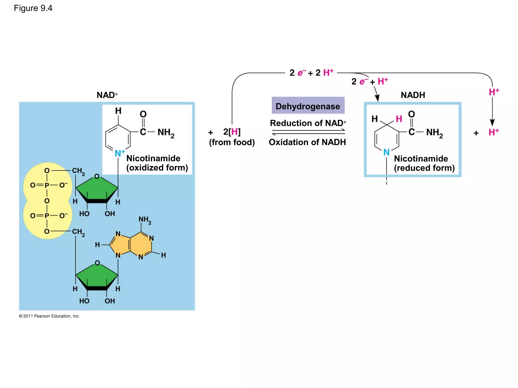 Figure 9.4




             NAD+                                                        NADH
                                                     Dehydrogenase
                                                    Reduction of NAD+

                                      (from food)   Oxidation of NADH
                    Nicotinamide                                        Nicotinamide
                    (oxidized form)                                     (reduced form)
 
