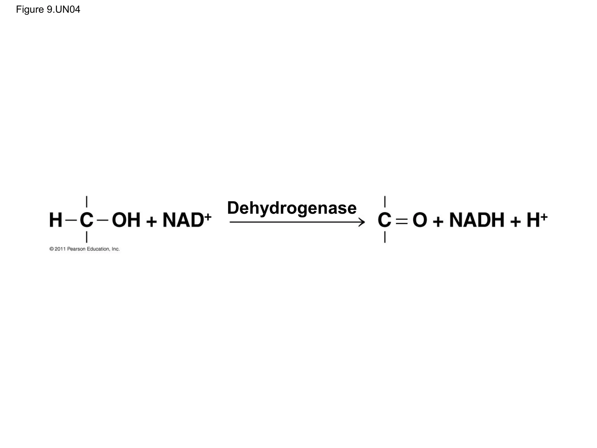 Figure 9.UN04




                Dehydrogenase
 