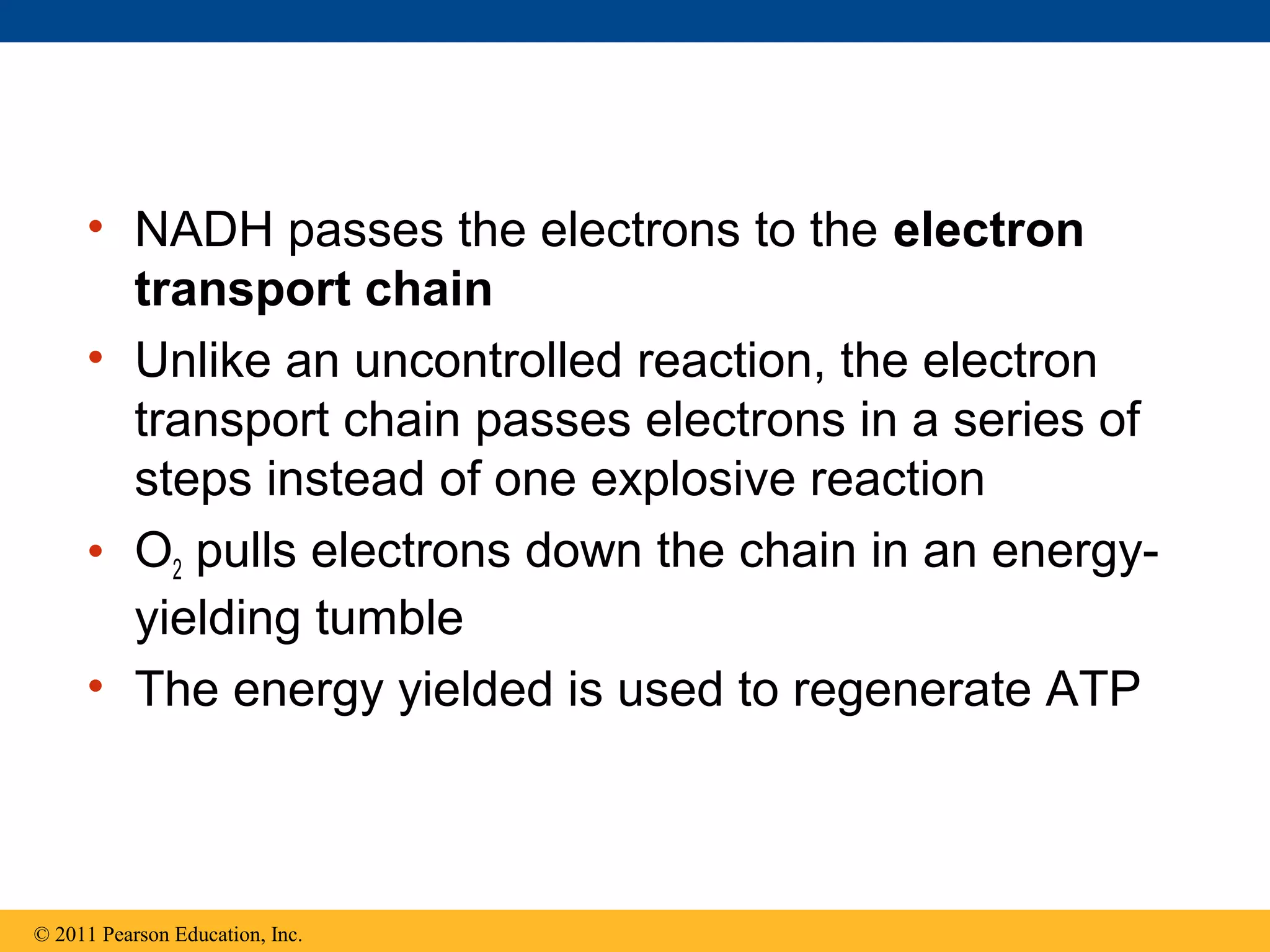• NADH passes the electrons to the electron
       transport chain
     • Unlike an uncontrolled reaction, the electron
       transport chain passes electrons in a series of
       steps instead of one explosive reaction
     • O2 pulls electrons down the chain in an energy-
       yielding tumble
     • The energy yielded is used to regenerate ATP



© 2011 Pearson Education, Inc.
 