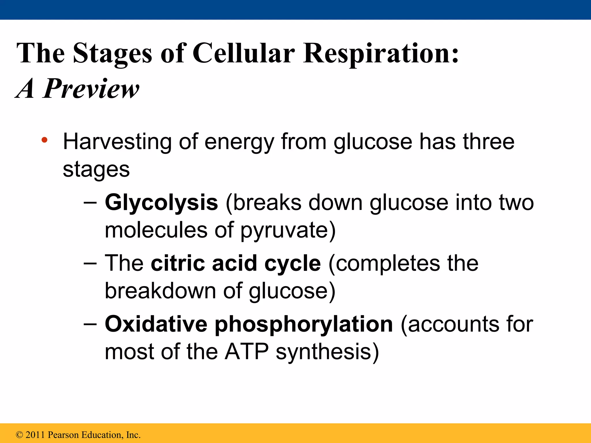 The Stages of Cellular Respiration:
A Preview
     • Harvesting of energy from glucose has three
       stages
         – Glycolysis (breaks down glucose into two
           molecules of pyruvate)
         – The citric acid cycle (completes the
           breakdown of glucose)
         – Oxidative phosphorylation (accounts for
           most of the ATP synthesis)


© 2011 Pearson Education, Inc.
 