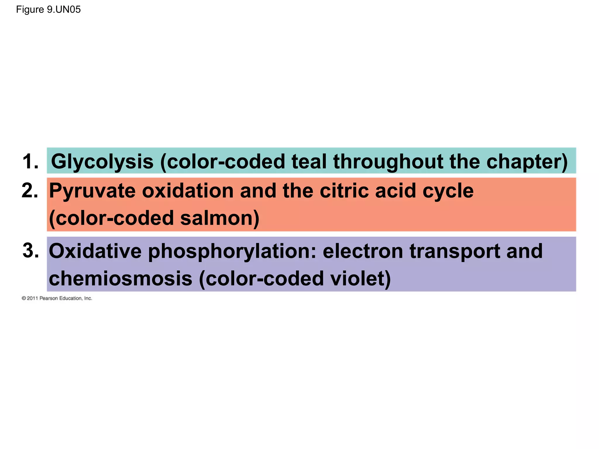 Figure 9.UN05




 1. Glycolysis (color-coded teal throughout the chapter)
 2. Pyruvate oxidation and the citric acid cycle
    (color-coded salmon)
 3. Oxidative phosphorylation: electron transport and
    chemiosmosis (color-coded violet)
 