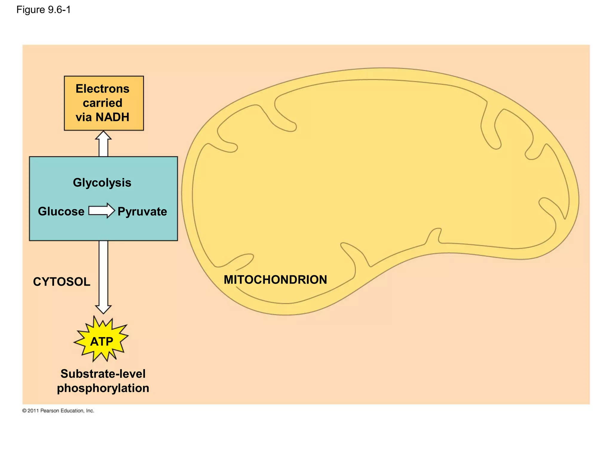 Figure 9.6-1




               Electrons
                carried
               via NADH




               Glycolysis

    Glucose            Pyruvate




   CYTOSOL                        MITOCHONDRION




                 ATP

         Substrate-level
        phosphorylation
 