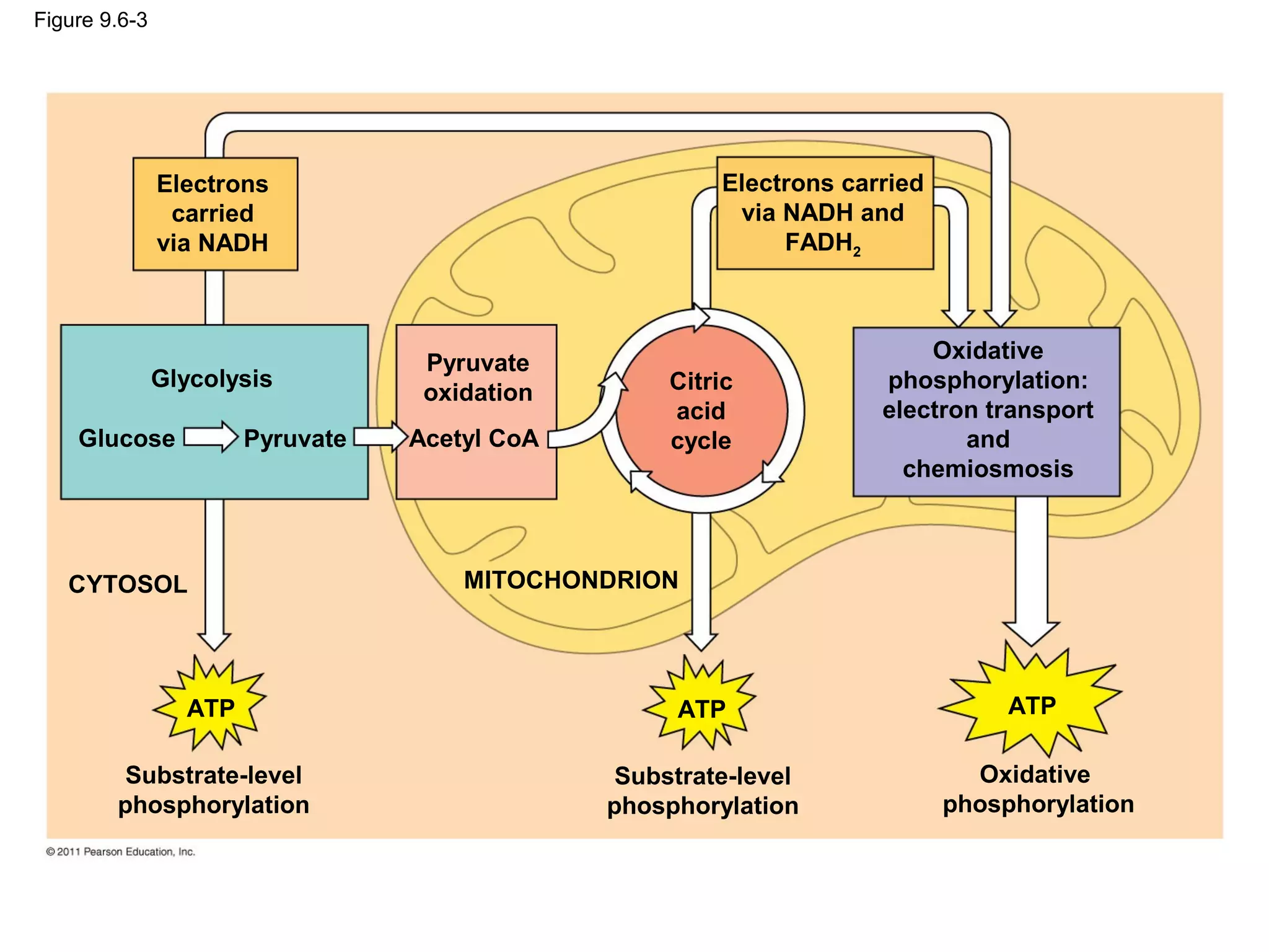 Figure 9.6-3




               Electrons                                Electrons carried
                carried                                  via NADH and
               via NADH                                      FADH2



                                                                         Oxidative
                                   Pyruvate
               Glycolysis                           Citric           phosphorylation:
                                   oxidation
                                                    acid             electron transport
    Glucose            Pyruvate   Acetyl CoA        cycle                   and
                                                                       chemiosmosis



   CYTOSOL                            MITOCHONDRION




                 ATP                                ATP                          ATP

         Substrate-level                        Substrate-level               Oxidative
        phosphorylation                        phosphorylation              phosphorylation
 