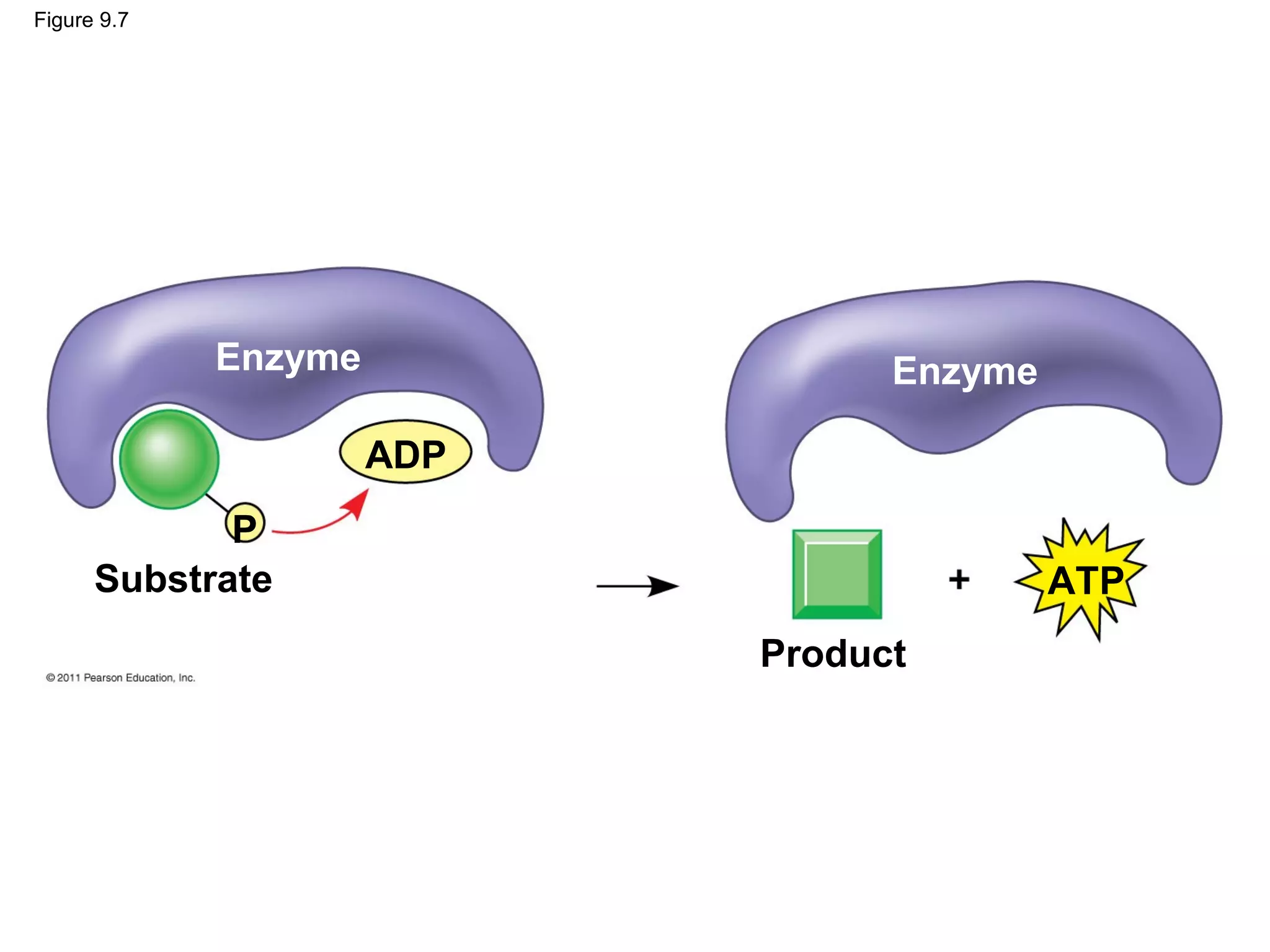 Figure 9.7




             Enzyme               Enzyme

                      ADP
             P
      Substrate                            ATP
                            Product
 