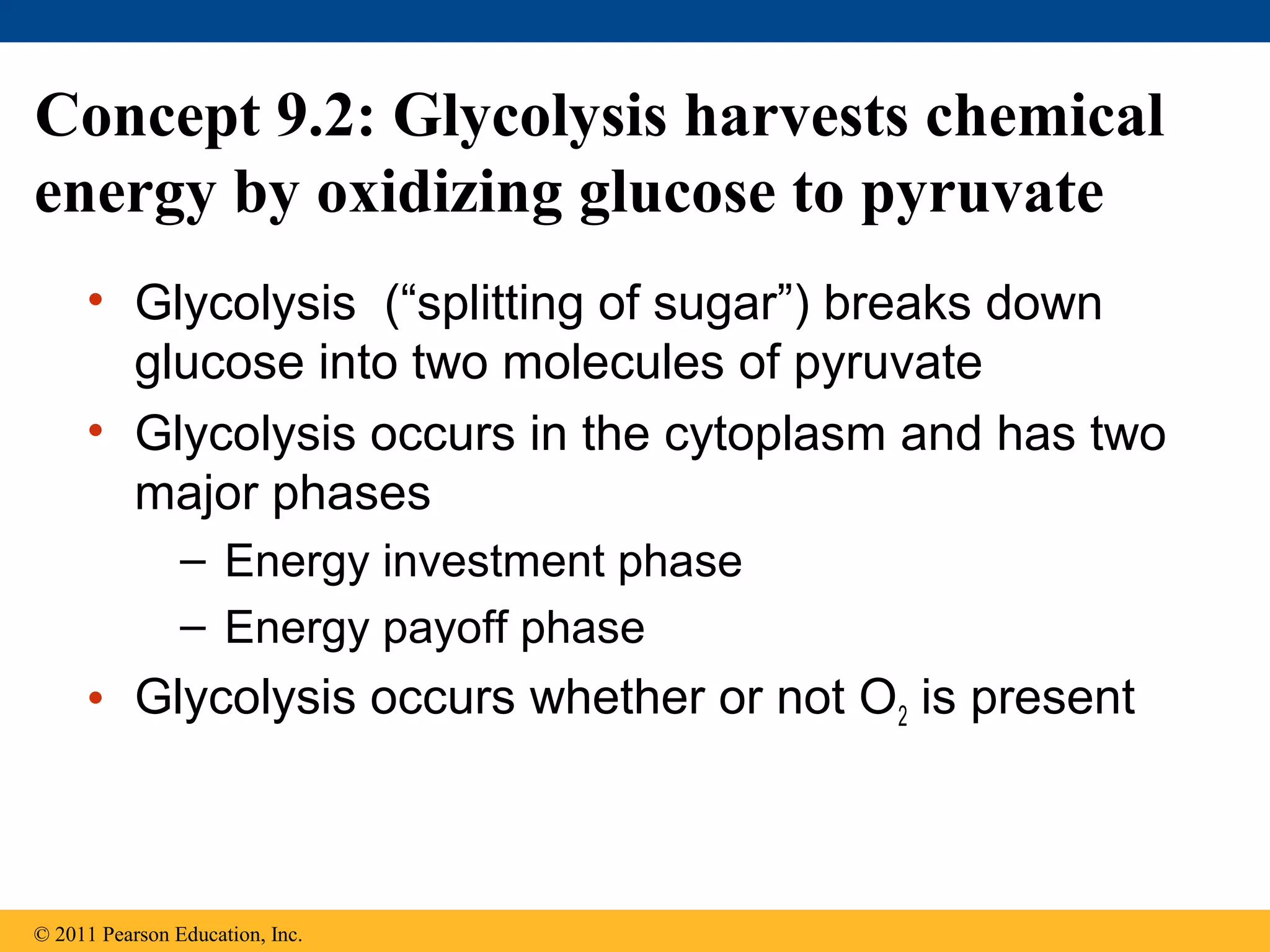 Concept 9.2: Glycolysis harvests chemical
energy by oxidizing glucose to pyruvate
     • Glycolysis (“splitting of sugar”) breaks down
       glucose into two molecules of pyruvate
     • Glycolysis occurs in the cytoplasm and has two
       major phases
                – Energy investment phase
                – Energy payoff phase
     • Glycolysis occurs whether or not O2 is present



© 2011 Pearson Education, Inc.
 