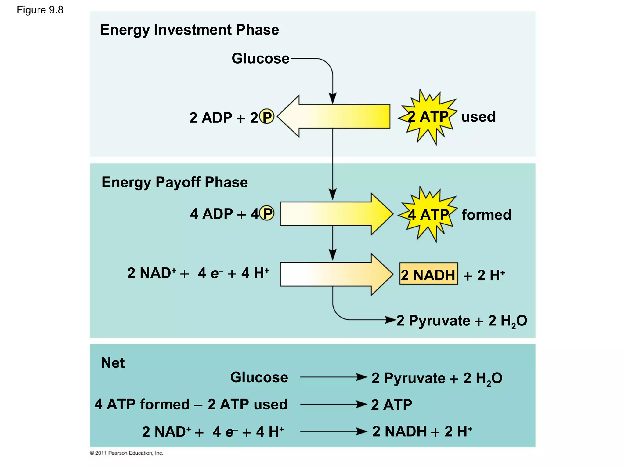 Figure 9.8

             Energy Investment Phase
                                 Glucose



                           2 ADP + 2 P          2 ATP used



             Energy Payoff Phase

                           4 ADP + 4 P          4 ATP formed


                   2 NAD+ + 4 e− + 4 H+         2 NADH + 2 H+


                                               2 Pyruvate + 2 H2O

             Net
                                 Glucose    2 Pyruvate + 2 H2O
             4 ATP formed − 2 ATP used      2 ATP
                     2 NAD+ + 4 e− + 4 H+   2 NADH + 2 H+
 