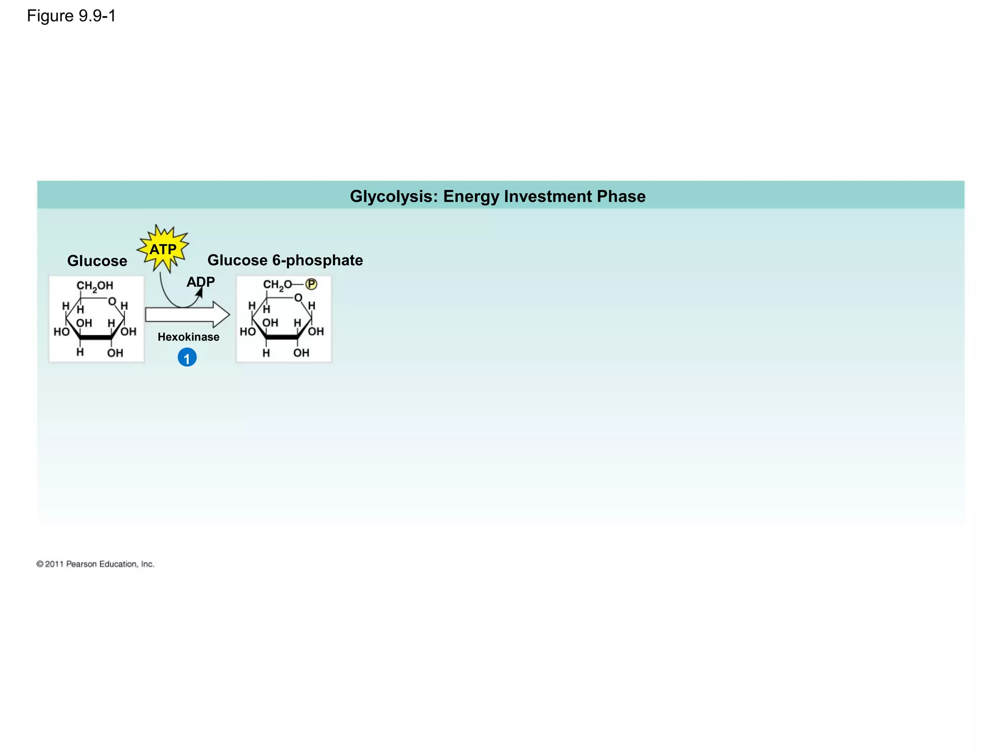 Figure 9.9-1




                                          Glycolysis: Energy Investment Phase


               ATP
     Glucose             Glucose 6-phosphate
                     ADP


               Hexokinase

                     1
 