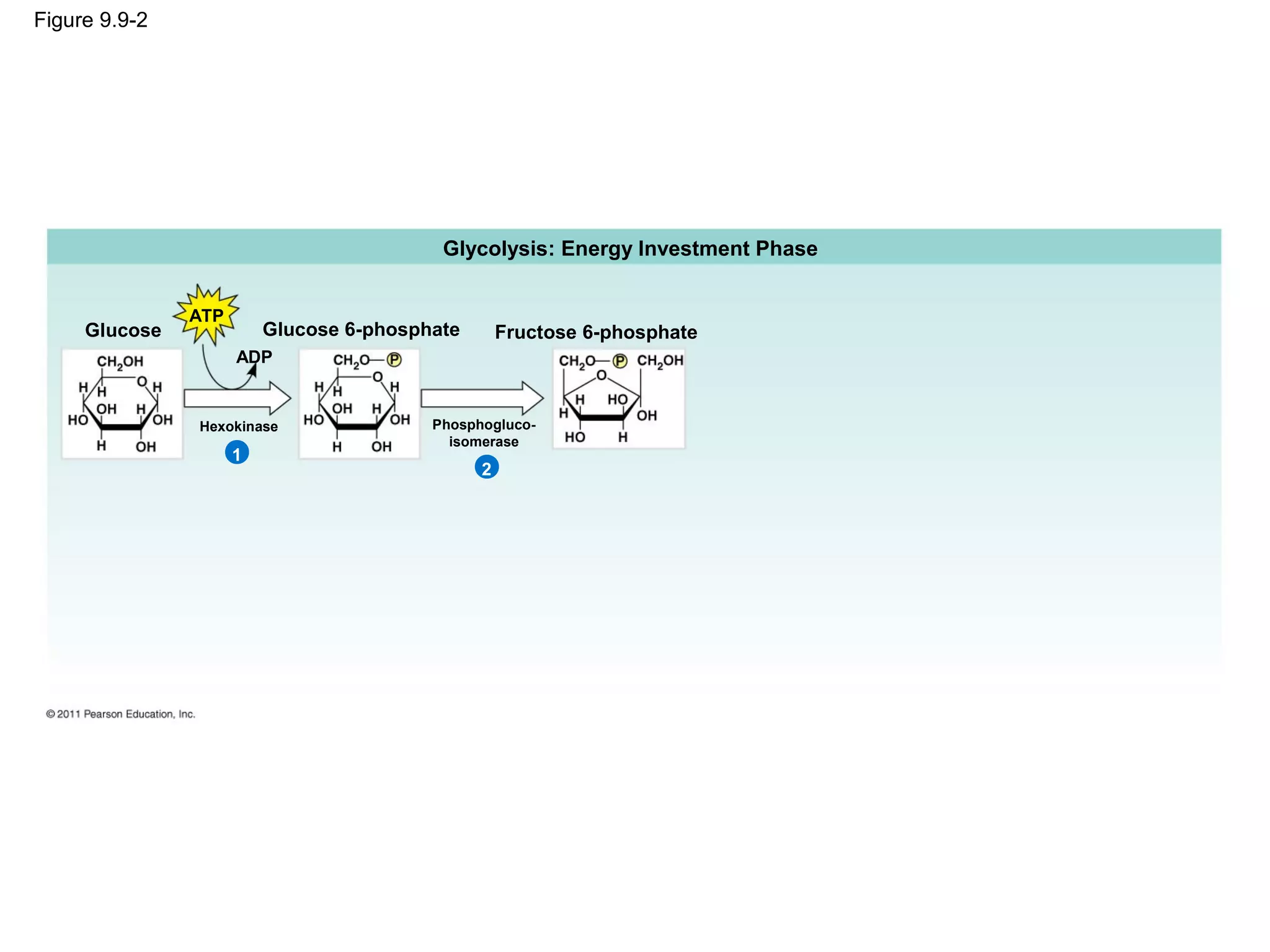 Figure 9.9-2




                                          Glycolysis: Energy Investment Phase


               ATP
     Glucose             Glucose 6-phosphate       Fructose 6-phosphate
                     ADP


               Hexokinase                Phosphogluco-
                                           isomerase
                     1
                                               2
 