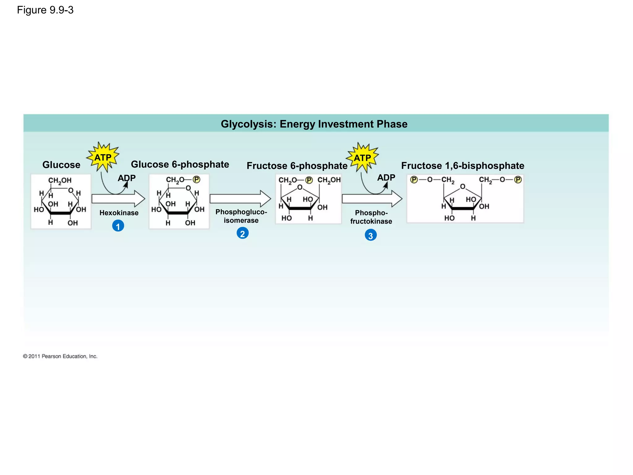 Figure 9.9-3




                                          Glycolysis: Energy Investment Phase


               ATP                                                        ATP
     Glucose             Glucose 6-phosphate       Fructose 6-phosphate                  Fructose 1,6-bisphosphate
                     ADP                                                           ADP


               Hexokinase                Phosphogluco-                      Phospho-
                                           isomerase                      fructokinase
                     1
                                               2                               3
 