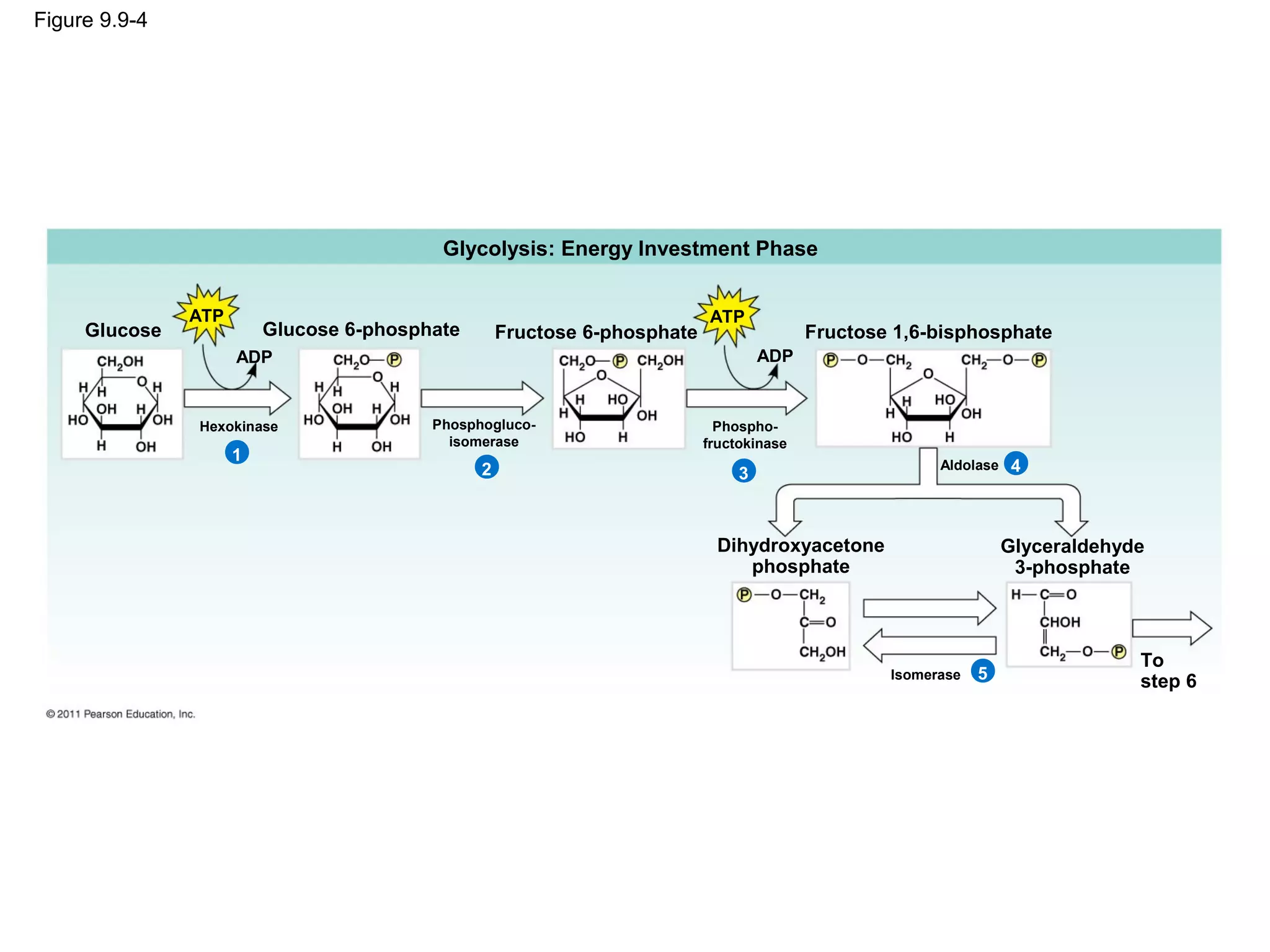 Figure 9.9-4




                                          Glycolysis: Energy Investment Phase


               ATP                                                        ATP
     Glucose             Glucose 6-phosphate       Fructose 6-phosphate                  Fructose 1,6-bisphosphate
                     ADP                                                           ADP


               Hexokinase                Phosphogluco-                      Phospho-
                                           isomerase                      fructokinase
                     1
                                               2                               3
                                                                                                       Aldolase    4



                                                                            Dihydroxyacetone                      Glyceraldehyde
                                                                               phosphate                           3-phosphate



                                                                                                                               To
                                                                                                 Isomerase   5                 step 6
 