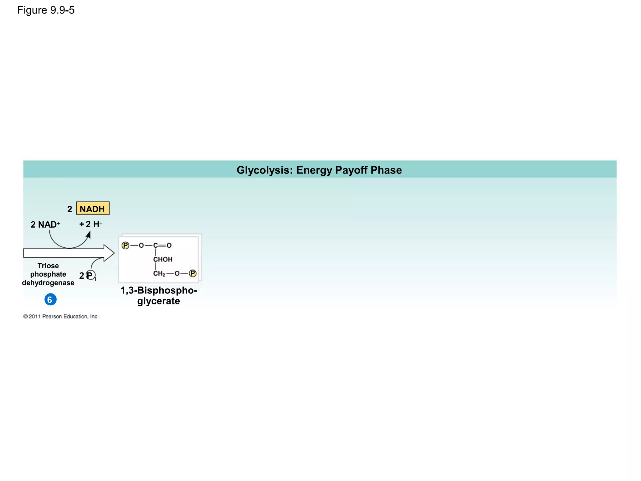 Figure 9.9-5




                                            Glycolysis: Energy Payoff Phase


            2 NADH
   2 NAD+        + 2 H+



     Triose
   phosphate     2Pi
 dehydrogenase
                          1,3-Bisphospho-
       6                      glycerate
 