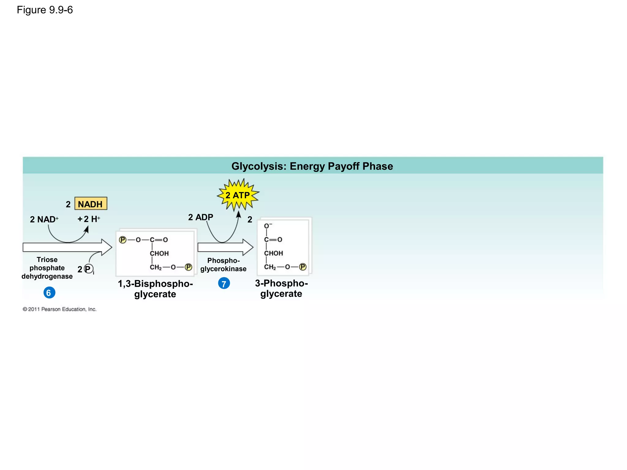 Figure 9.9-6




                                                     Glycolysis: Energy Payoff Phase

                                                   2 ATP
            2 NADH
   2 NAD+        + 2 H+                 2 ADP               2



     Triose                                   Phospho-
   phosphate     2Pi                        glycerokinase
 dehydrogenase
                          1,3-Bisphospho-        7              3-Phospho-
       6                      glycerate                          glycerate
 