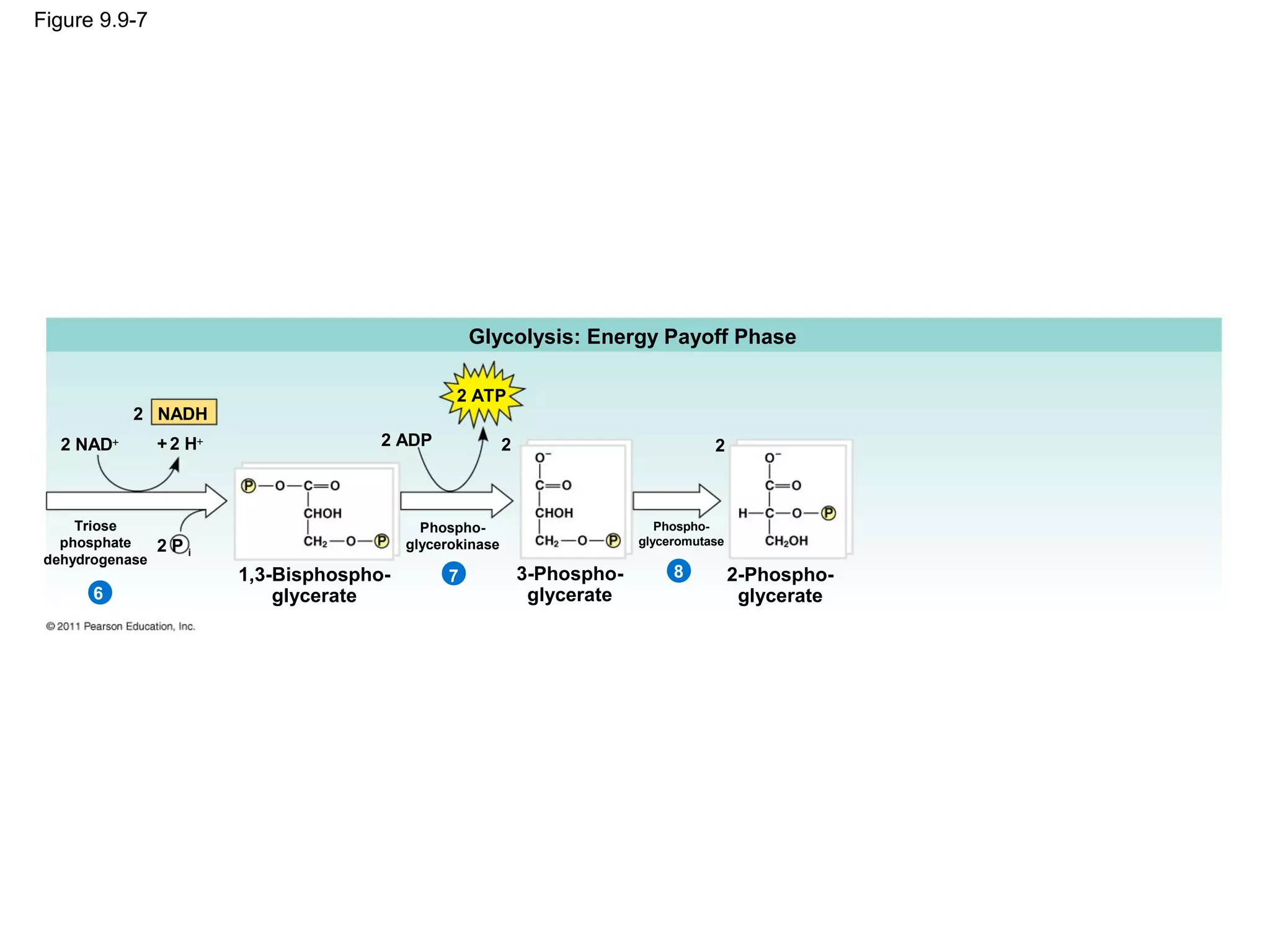 Figure 9.9-7




                                                     Glycolysis: Energy Payoff Phase

                                                   2 ATP
            2 NADH
   2 NAD+        + 2 H+                 2 ADP               2                           2



     Triose                                   Phospho-                          Phospho-
   phosphate                                                                 glyceromutase
                 2Pi                        glycerokinase
 dehydrogenase
                          1,3-Bisphospho-        7              3-Phospho-        8          2-Phospho-
       6                      glycerate                          glycerate                    glycerate
 