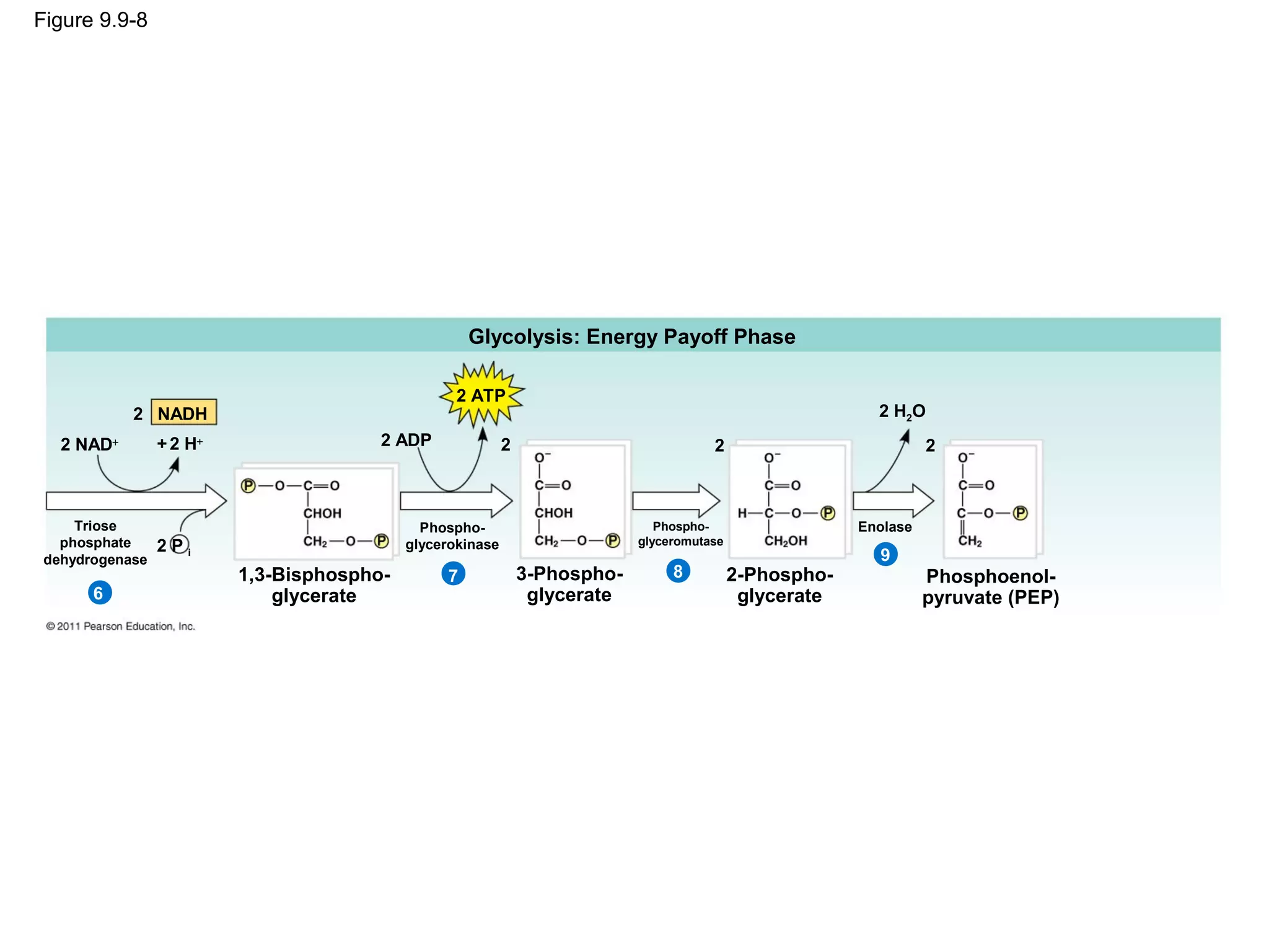 Figure 9.9-8




                                                     Glycolysis: Energy Payoff Phase

                                                   2 ATP
            2 NADH                                                                                          2 H2O
   2 NAD+        + 2 H+                 2 ADP               2                           2                           2



     Triose                                   Phospho-                          Phospho-                  Enolase
   phosphate                                                                 glyceromutase
                 2Pi                        glycerokinase
 dehydrogenase                                                                                              9
                          1,3-Bisphospho-        7              3-Phospho-        8          2-Phospho-             Phosphoenol-
       6                      glycerate                          glycerate                    glycerate             pyruvate (PEP)
 