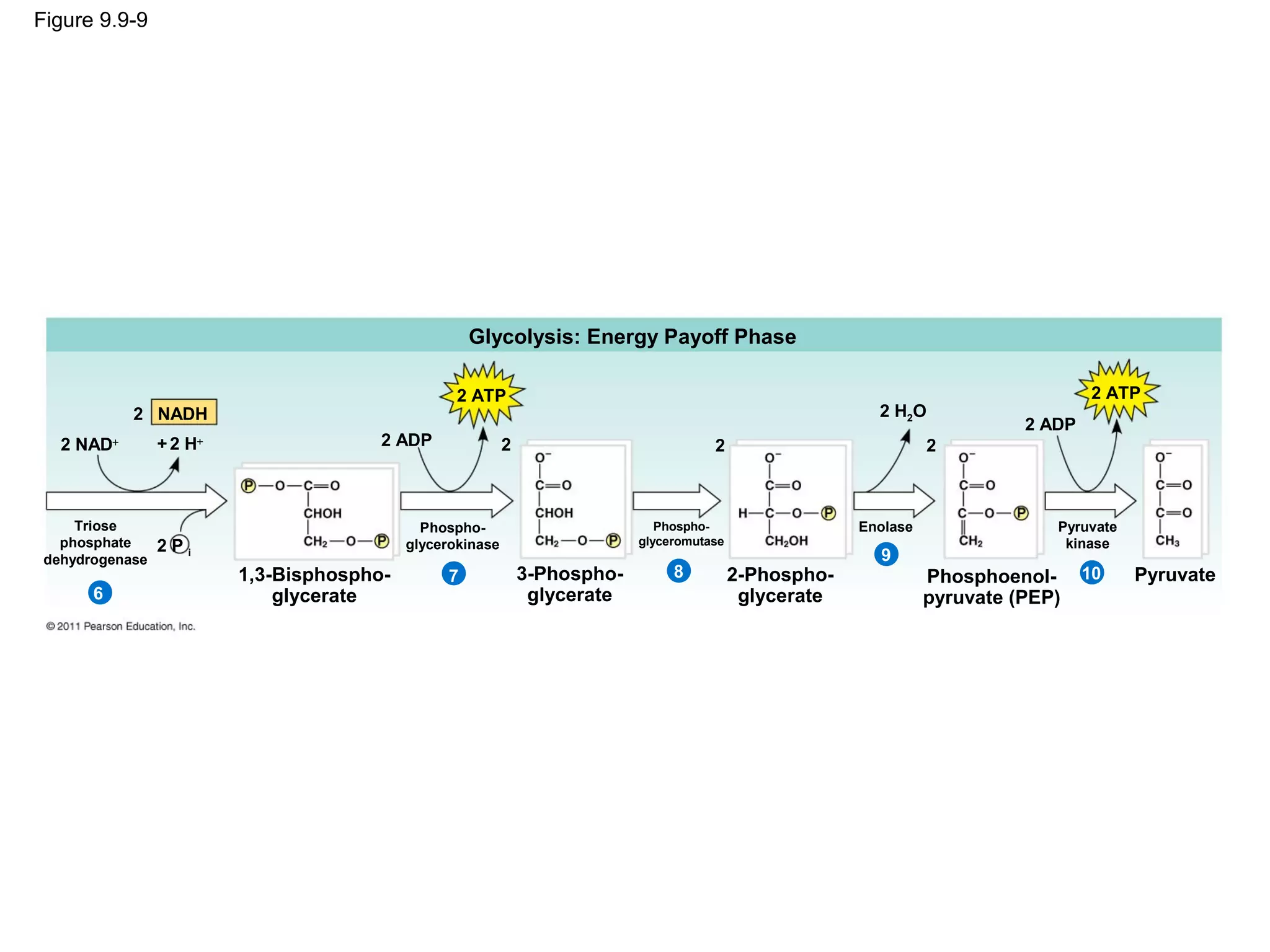 Figure 9.9-9




                                                     Glycolysis: Energy Payoff Phase

                                                   2 ATP                                                                              2 ATP
            2 NADH                                                                                          2 H2O
                                                                                                                              2 ADP
   2 NAD+        + 2 H+                 2 ADP               2                           2                           2



     Triose                                   Phospho-                          Phospho-                  Enolase                Pyruvate
   phosphate                                                                 glyceromutase                                        kinase
                 2Pi                        glycerokinase
 dehydrogenase                                                                                              9
                          1,3-Bisphospho-        7              3-Phospho-        8          2-Phospho-             Phosphoenol-      10    Pyruvate
       6                      glycerate                          glycerate                    glycerate             pyruvate (PEP)
 