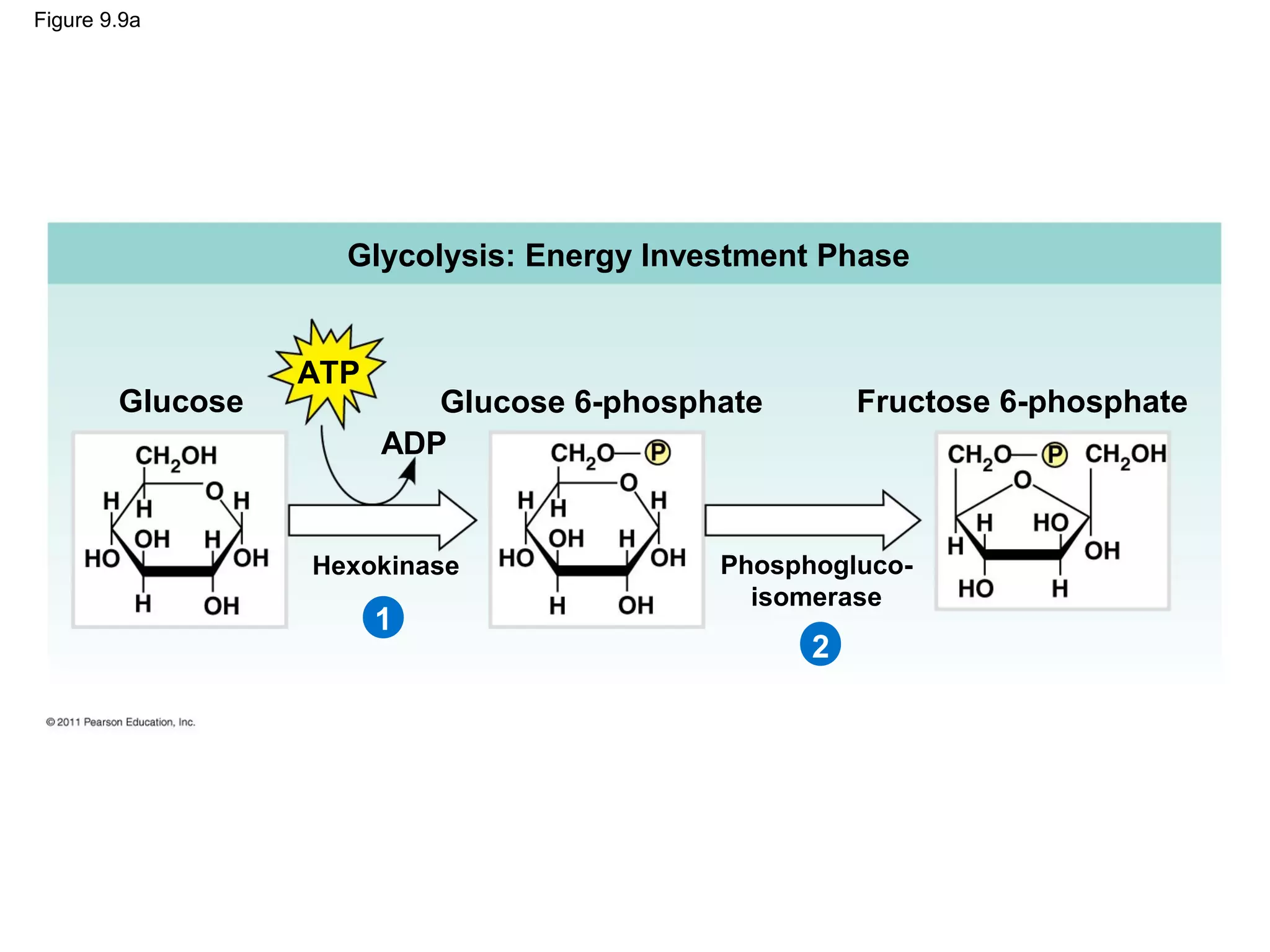 Figure 9.9a




                    Glycolysis: Energy Investment Phase


                  ATP
        Glucose            Glucose 6-phosphate       Fructose 6-phosphate
                        ADP


                  Hexokinase               Phosphogluco-
                                             isomerase
                        1
                                                 2
 