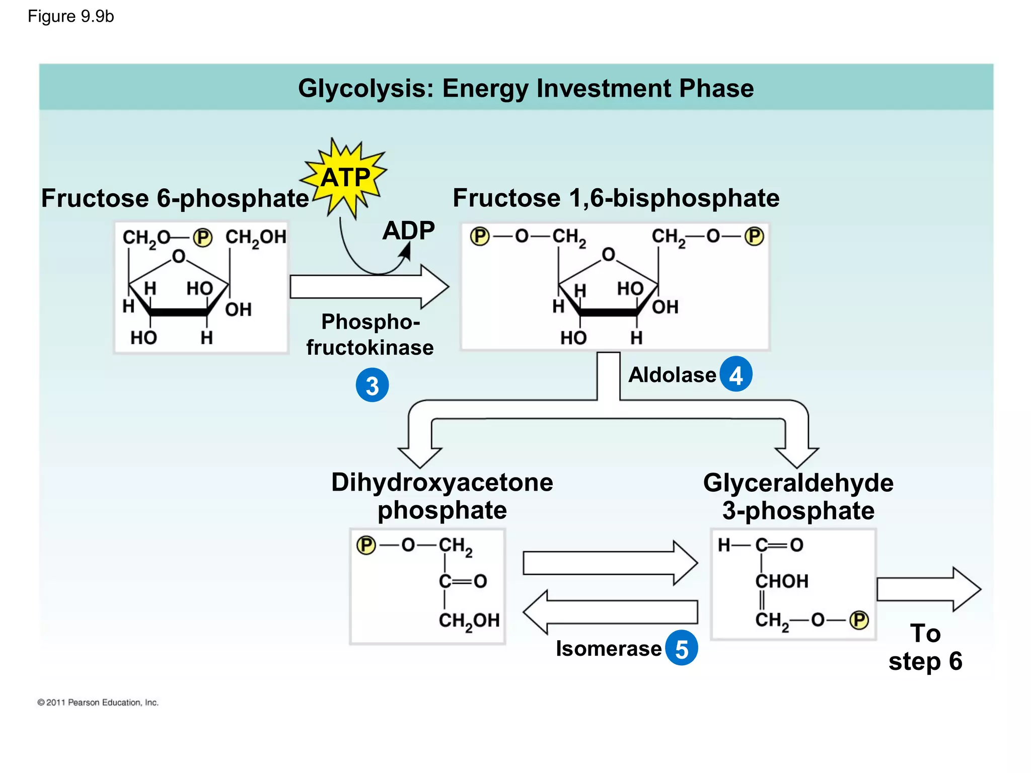Figure 9.9b



                    Glycolysis: Energy Investment Phase


                        ATP
 Fructose 6-phosphate               Fructose 1,6-bisphosphate
                              ADP


                      Phospho-
                    fructokinase
                                                 Aldolase 4
                          3


                        Dihydroxyacetone                 Glyceraldehyde
                           phosphate                      3-phosphate



                                                                        To
                                           Isomerase 5
                                                                      step 6
 
