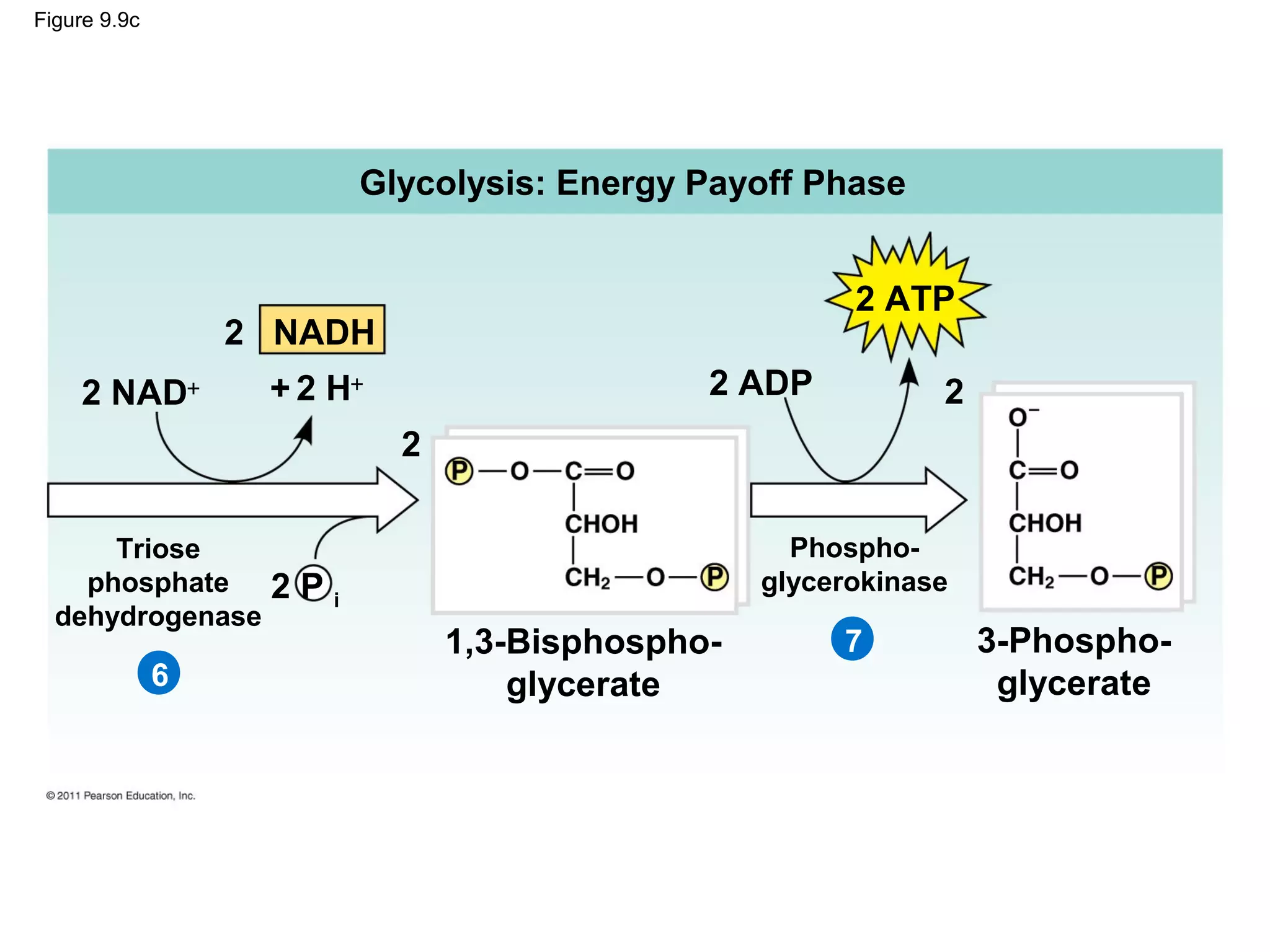 Figure 9.9c




                         Glycolysis: Energy Payoff Phase


                                                        2 ATP
                  2 NADH
    2 NAD+         + 2 H+                     2 ADP           2
                            2

      Triose                                        Phospho-
    phosphate      2Pi                            glycerokinase
  dehydrogenase
                                1,3-Bisphospho-        7          3-Phospho-
              6                     glycerate                      glycerate
 