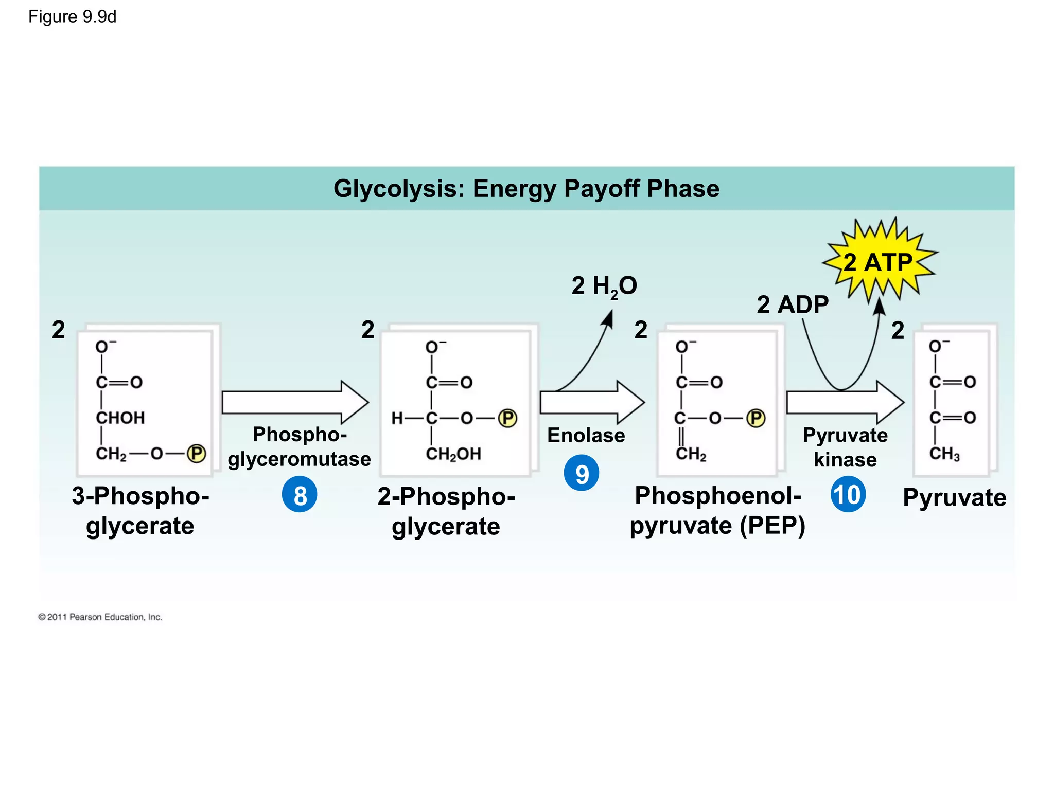 Figure 9.9d




                            Glycolysis: Energy Payoff Phase

                                                                            2 ATP
                                                  2 H2O
                                                                    2 ADP
  2                            2                          2                       2



                      Phospho-                  Enolase                Pyruvate
                   glyceromutase                                        kinase
                                                  9
      3-Phospho-        8          2-Phospho-             Phosphoenol-      10    Pyruvate
       glycerate                    glycerate             pyruvate (PEP)
 