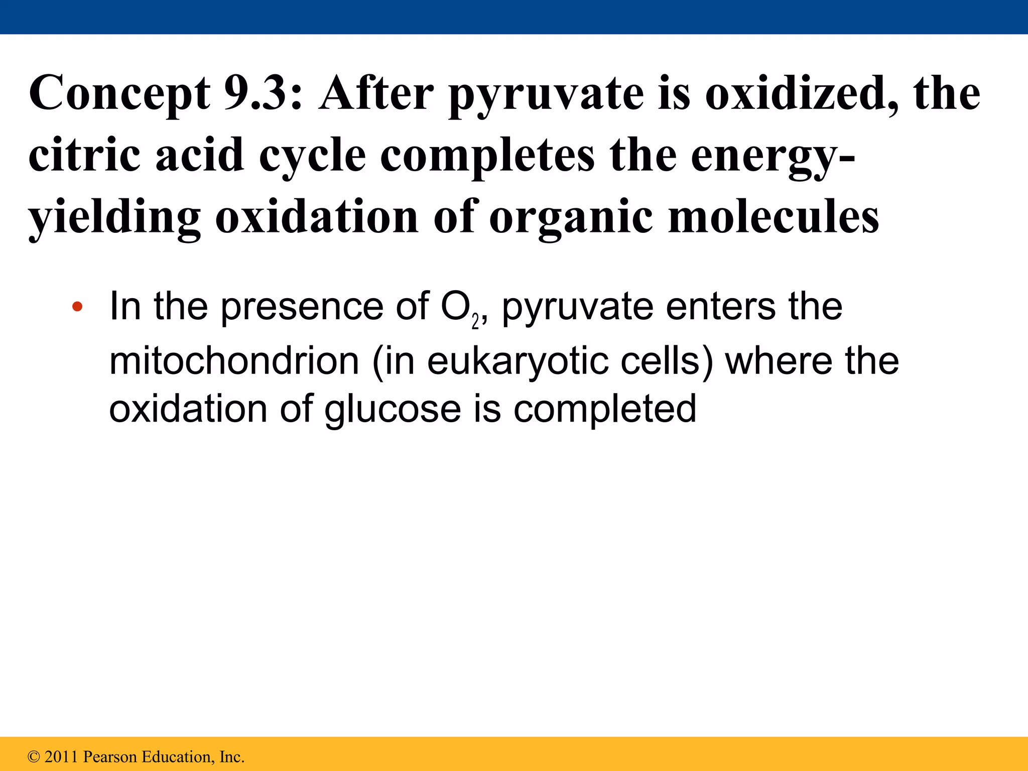 Concept 9.3: After pyruvate is oxidized, the
citric acid cycle completes the energy-
yielding oxidation of organic molecules
     • In the presence of O2, pyruvate enters the
       mitochondrion (in eukaryotic cells) where the
       oxidation of glucose is completed




© 2011 Pearson Education, Inc.
 