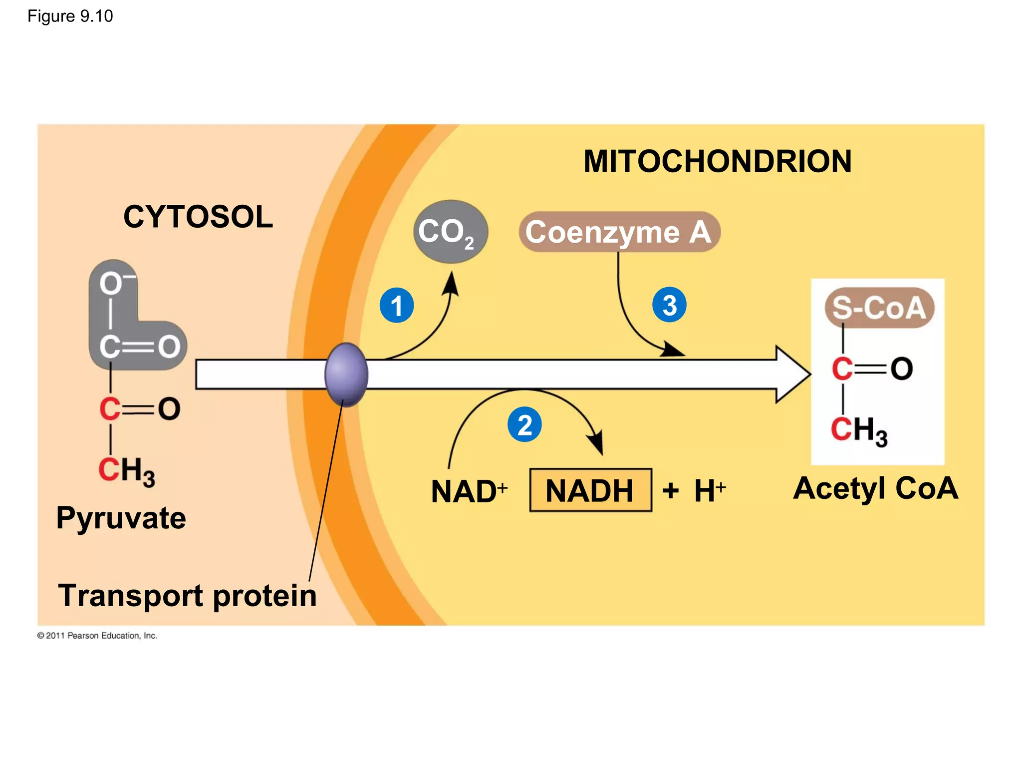Figure 9.10




                                        MITOCHONDRION
              CYTOSOL       CO2    Coenzyme A

                        1                   3



                                   2

                            NAD+       NADH + H+   Acetyl CoA
   Pyruvate

   Transport protein
 
