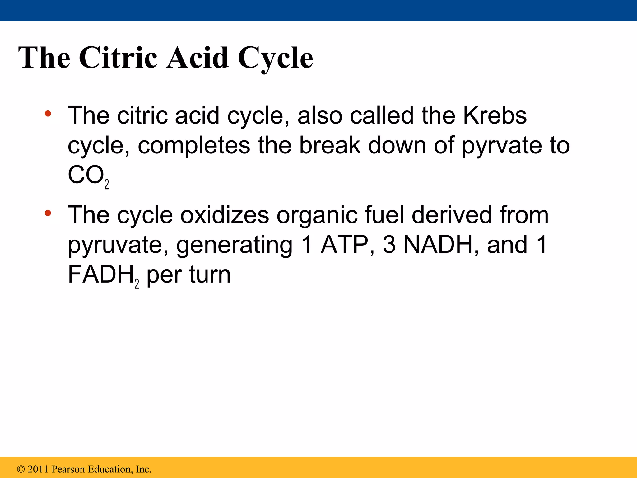 The Citric Acid Cycle
     • The citric acid cycle, also called the Krebs
       cycle, completes the break down of pyrvate to
       CO2
     • The cycle oxidizes organic fuel derived from
       pyruvate, generating 1 ATP, 3 NADH, and 1
       FADH2 per turn




© 2011 Pearson Education, Inc.
 