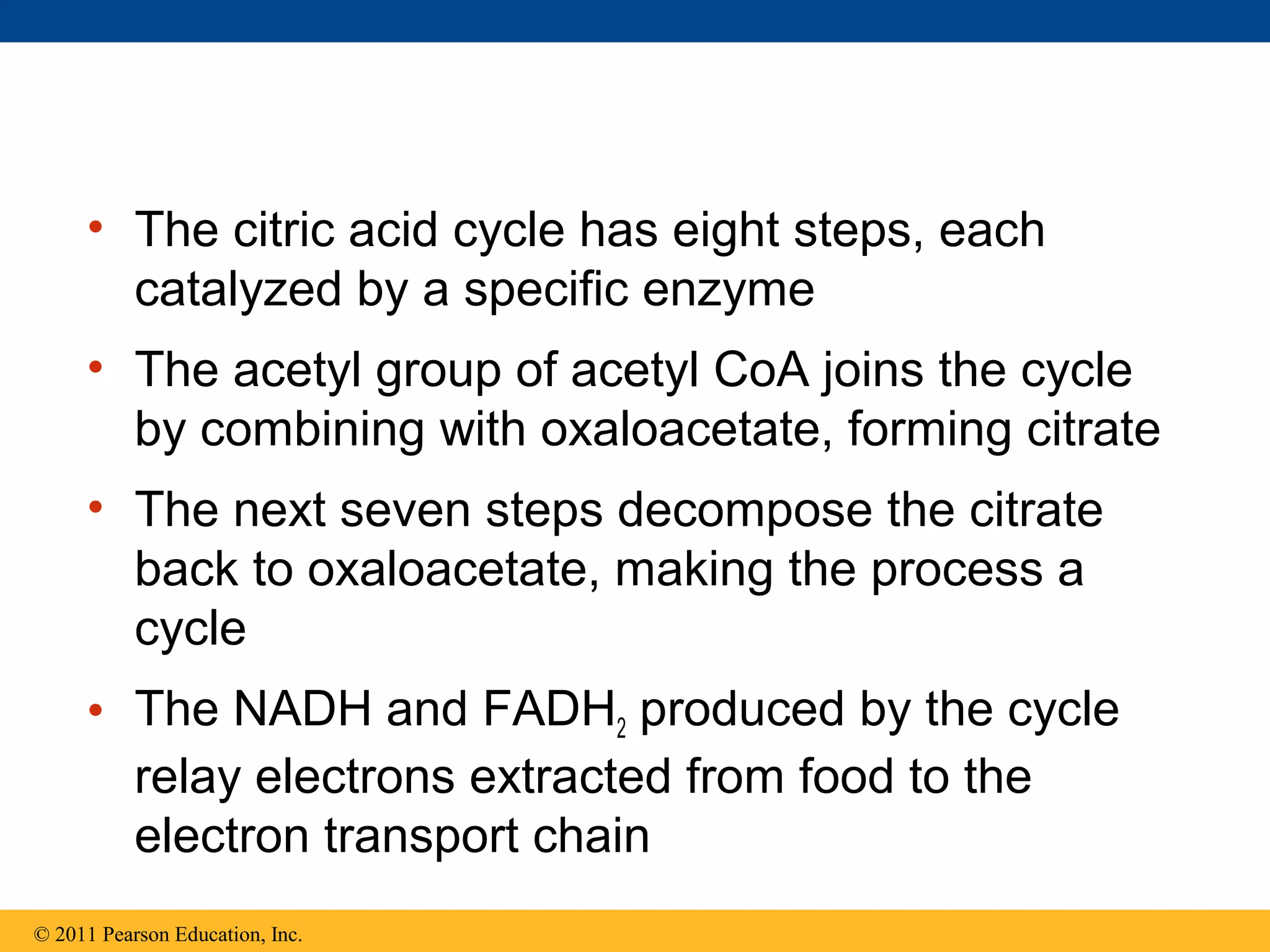 • The citric acid cycle has eight steps, each
       catalyzed by a specific enzyme
     • The acetyl group of acetyl CoA joins the cycle
       by combining with oxaloacetate, forming citrate
     • The next seven steps decompose the citrate
       back to oxaloacetate, making the process a
       cycle
     • The NADH and FADH2 produced by the cycle
       relay electrons extracted from food to the
       electron transport chain
© 2011 Pearson Education, Inc.
 