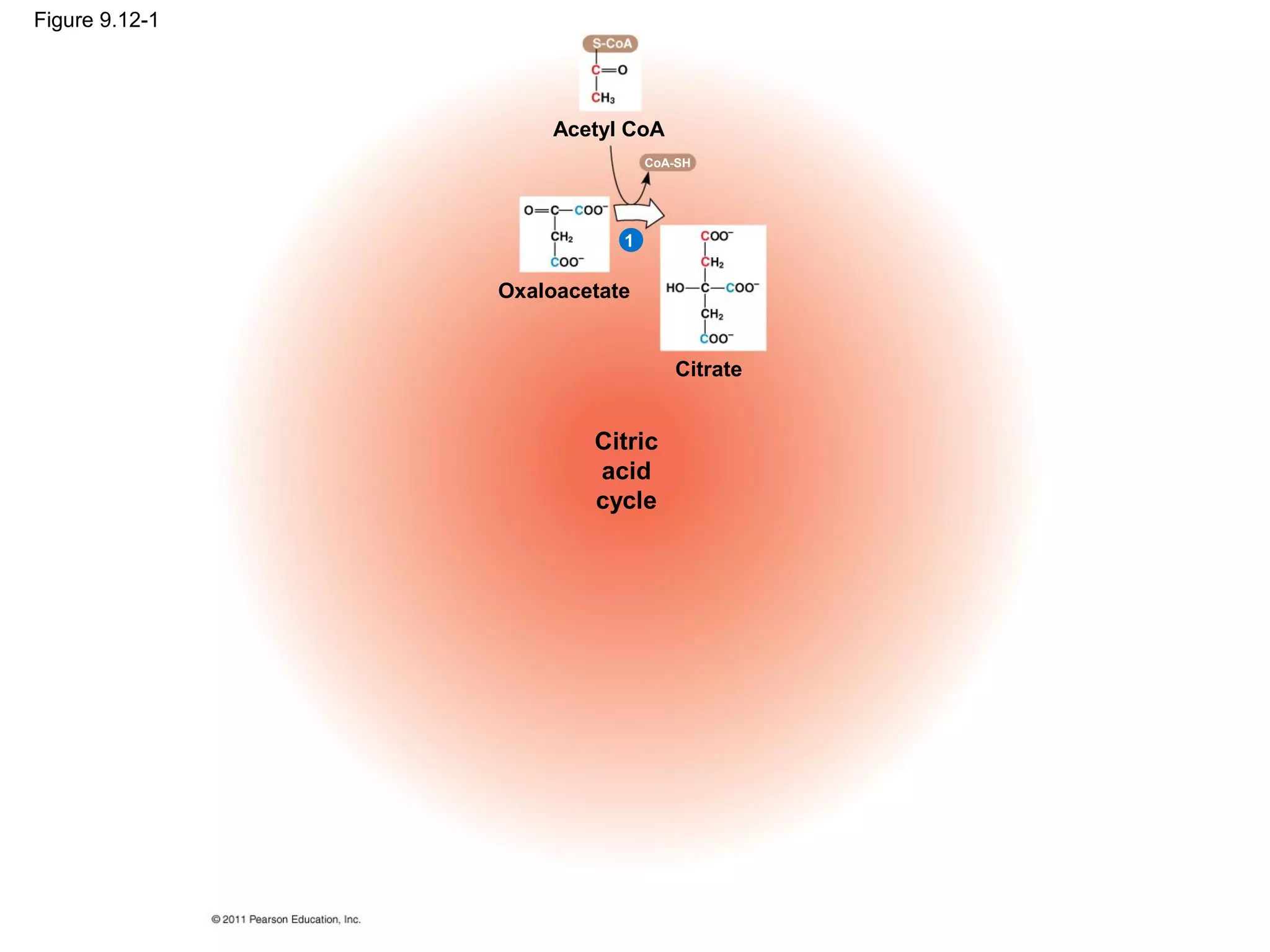 Figure 9.12-1




                     Acetyl CoA
                               CoA-SH




                           1

                Oxaloacetate


                                  Citrate


                        Citric
                        acid
                        cycle
 