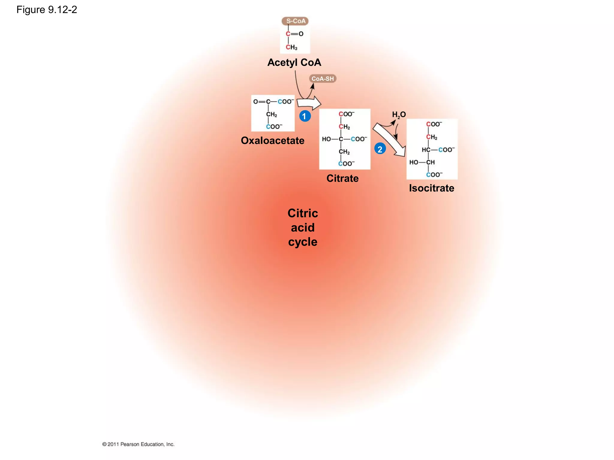 Figure 9.12-2




                     Acetyl CoA
                               CoA-SH




                           1                    H2O


                Oxaloacetate
                                            2


                                  Citrate
                                                      Isocitrate

                        Citric
                        acid
                        cycle
 