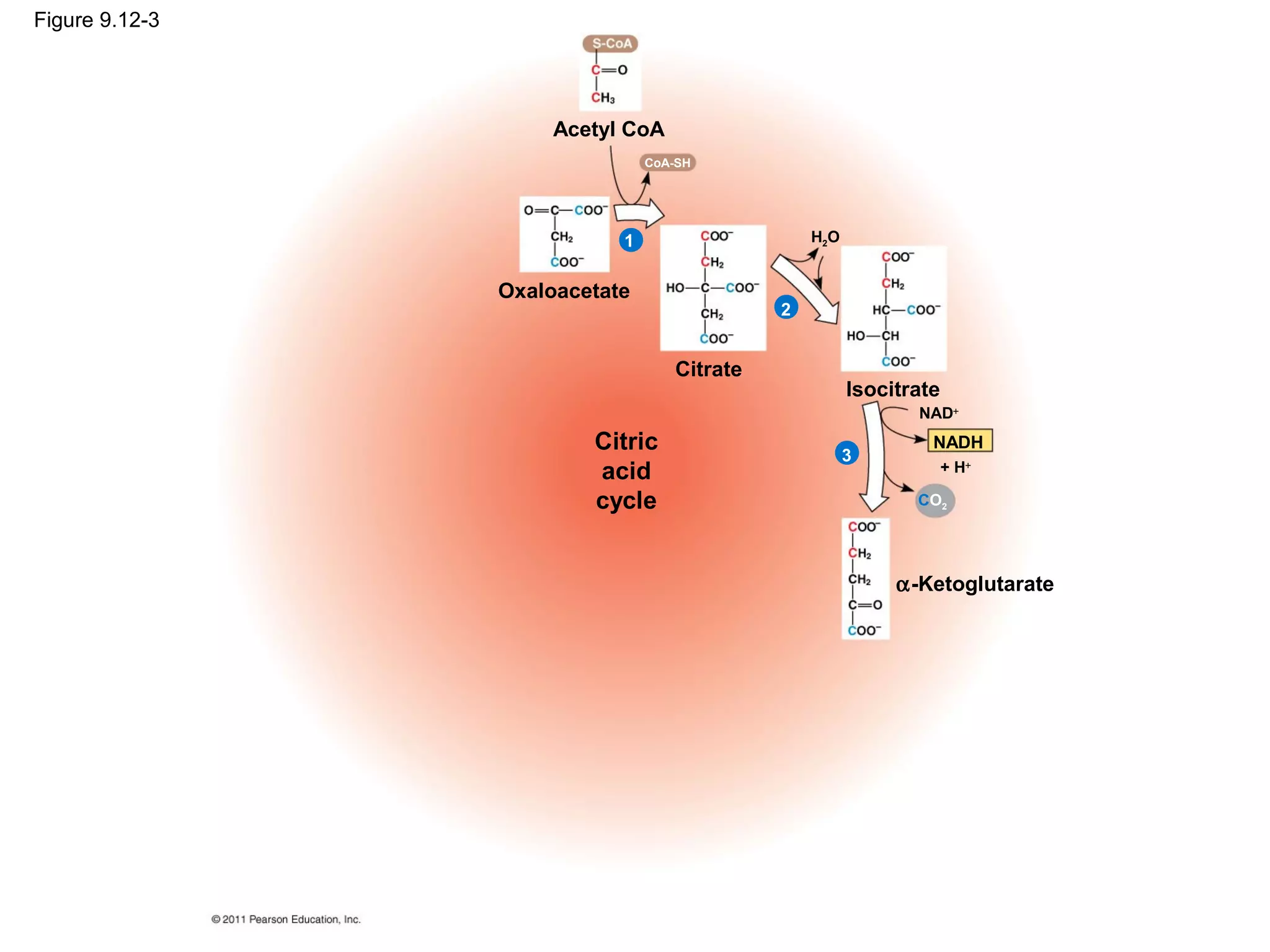 Figure 9.12-3




                     Acetyl CoA
                               CoA-SH




                           1                    H2O


                Oxaloacetate
                                            2


                                  Citrate
                                                      Isocitrate
                                                             NAD+
                        Citric                        3
                                                               NADH
                        acid                                       + H+

                        cycle                                CO2




                                                           α-Ketoglutarate
 