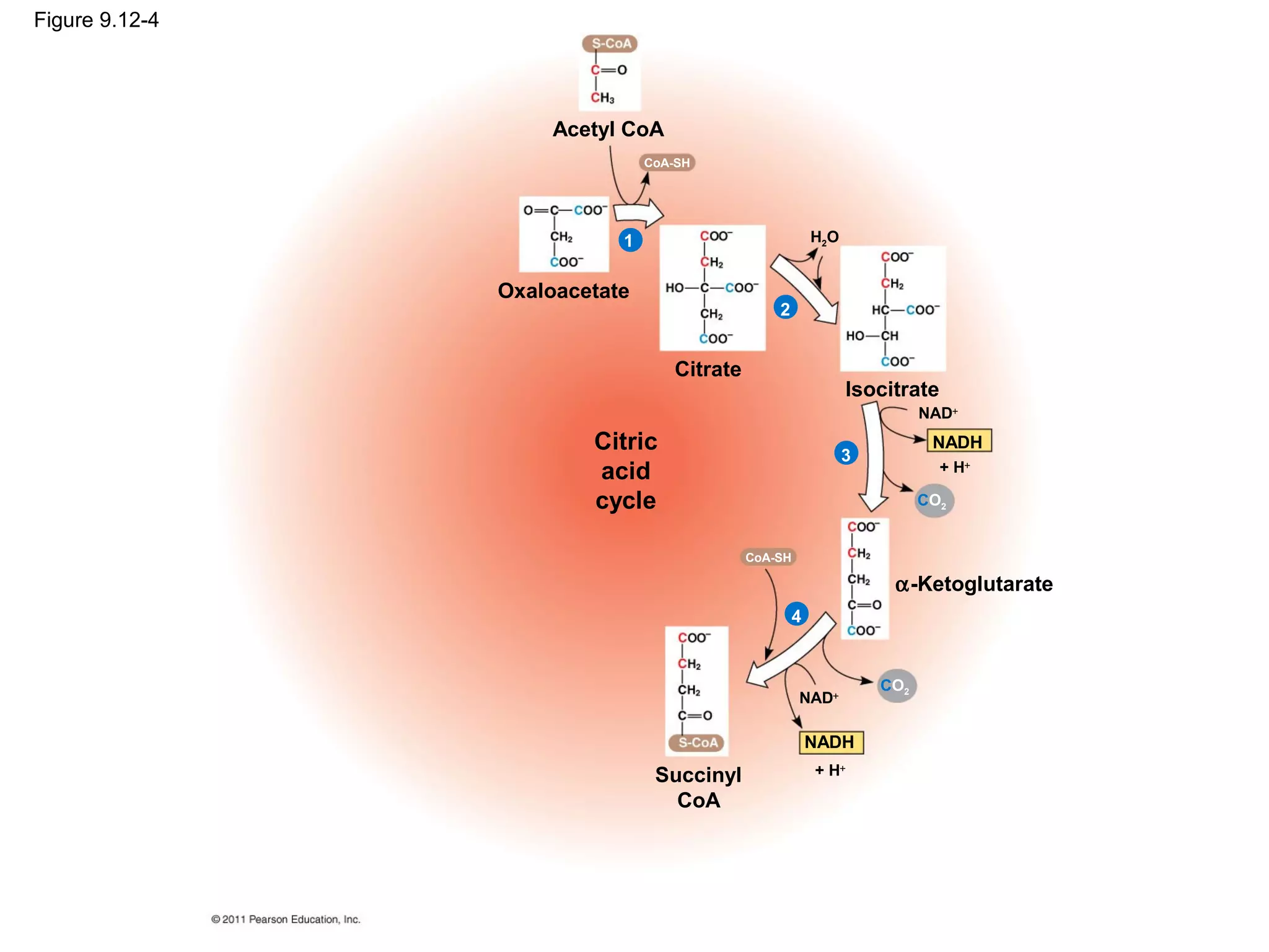 Figure 9.12-4




                     Acetyl CoA
                               CoA-SH




                           1                            H2O


                Oxaloacetate
                                                2


                                  Citrate
                                                               Isocitrate
                                                                        NAD+
                        Citric                                3
                                                                         NADH
                        acid                                                + H+

                        cycle                                           CO2


                                            CoA-SH

                                                                    α-Ketoglutarate
                                                    4


                                                                  CO2
                                                     NAD+

                                                        NADH
                                Succinyl                + H+

                                  CoA
 