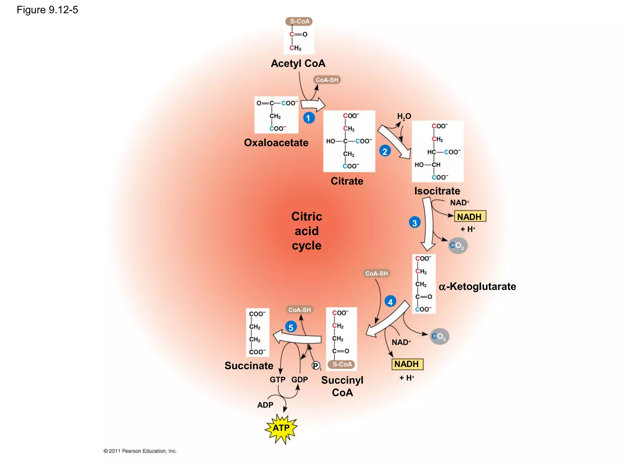 Figure 9.12-5




                        Acetyl CoA
                                     CoA-SH




                                1                               H2O


                   Oxaloacetate
                                                        2


                                          Citrate
                                                                       Isocitrate
                                                                                NAD+
                              Citric                                  3
                                                                                 NADH
                              acid                                                  + H+

                              cycle                                             CO2


                                                    CoA-SH

                                                                            α-Ketoglutarate
                                                            4
                            CoA-SH


                            5
                                                                          CO2
                                                             NAD+


                Succinate            Pi                         NADH
                        GTP GDP       Succinyl                  + H+

                                        CoA
                      ADP

                        ATP
 