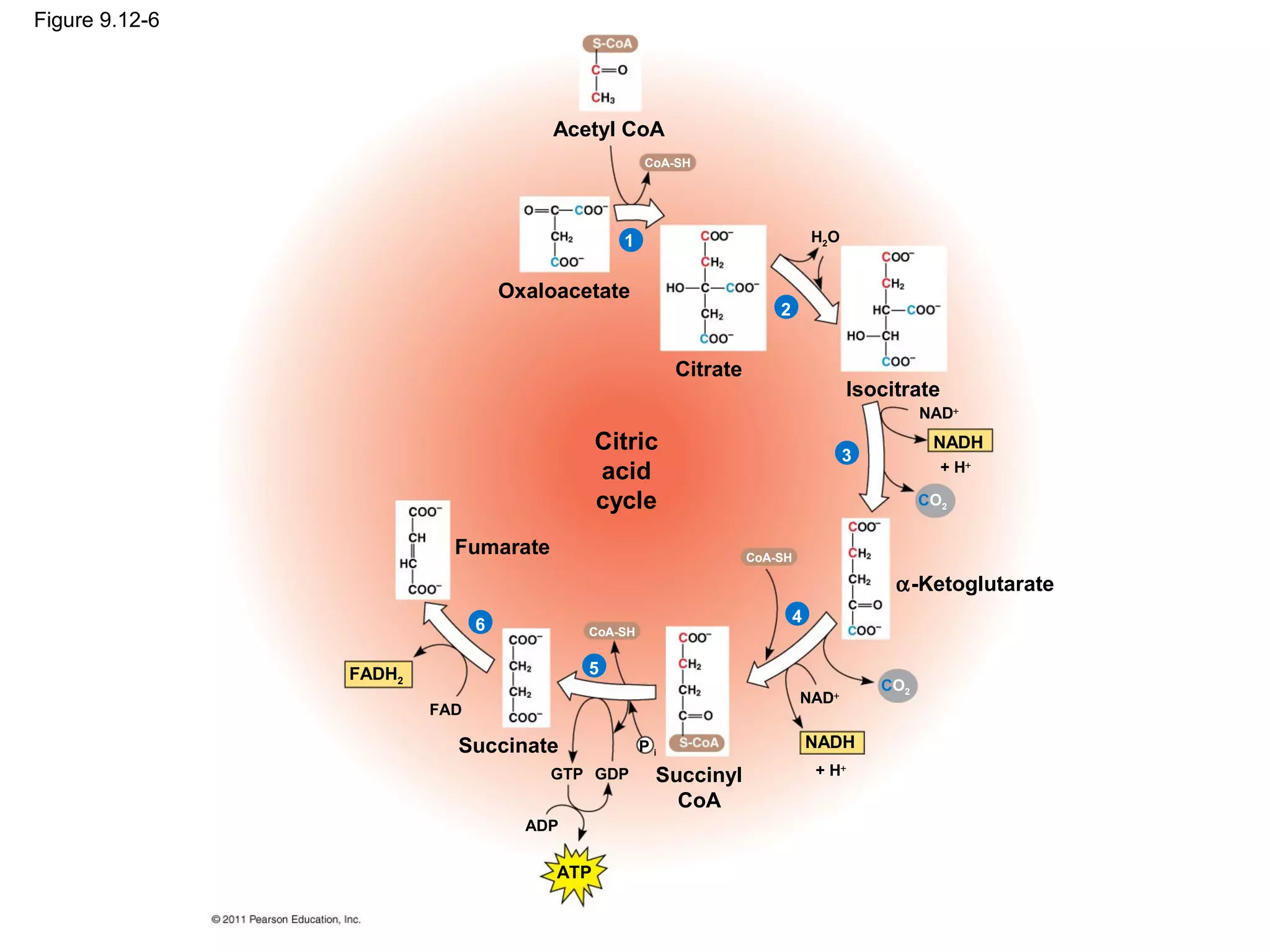 Figure 9.12-6




                                       Acetyl CoA
                                                   CoA-SH




                                               1                              H2O


                                  Oxaloacetate
                                                                      2


                                                        Citrate
                                                                                     Isocitrate
                                                                                              NAD+
                                             Citric                                 3
                                                                                               NADH
                                             acid                                                 + H+

                                             cycle                                            CO2


                          Fumarate                                CoA-SH

                                                                                          α-Ketoglutarate
                              6                                           4
                                          CoA-SH


                FADH2                     5
                                                                                        CO2
                                                                           NAD+
                        FAD

                          Succinate                Pi                         NADH
                                      GTP GDP       Succinyl                  + H+

                                                      CoA
                                    ADP

                                       ATP
 