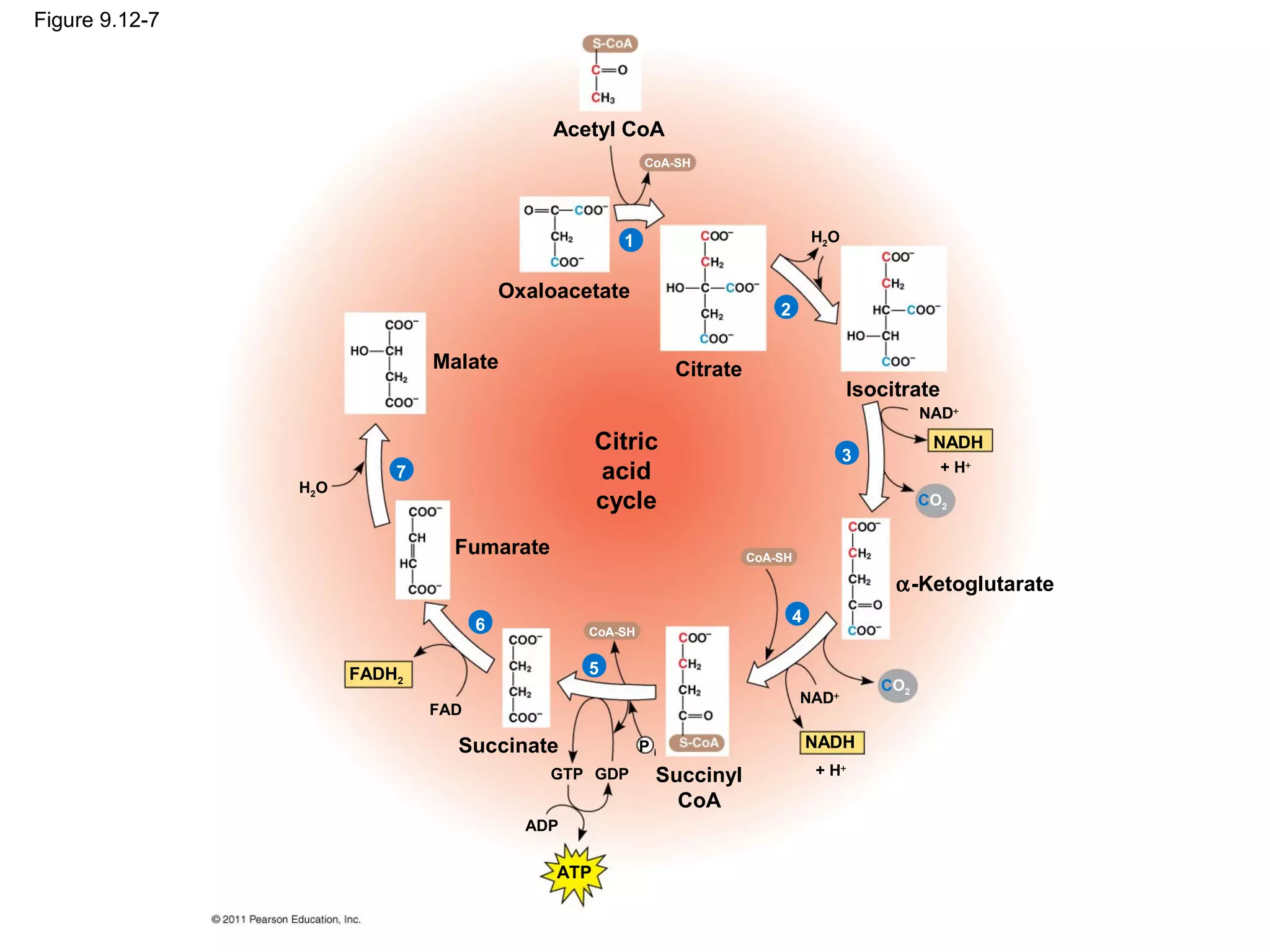 Figure 9.12-7




                                              Acetyl CoA
                                                          CoA-SH




                                                      1                              H2O


                                         Oxaloacetate
                                                                             2


                               Malate                          Citrate
                                                                                            Isocitrate
                                                                                                     NAD+
                                                    Citric                                 3
                                                                                                      NADH
                           7                        acid                                                 + H+
                H2 O
                                                    cycle                                            CO2


                                 Fumarate                                CoA-SH

                                                                                                 α-Ketoglutarate
                                     6                                           4
                                                 CoA-SH


                       FADH2                     5
                                                                                               CO2
                                                                                  NAD+
                               FAD

                                 Succinate                Pi                         NADH
                                             GTP GDP       Succinyl                  + H+

                                                             CoA
                                           ADP

                                              ATP
 