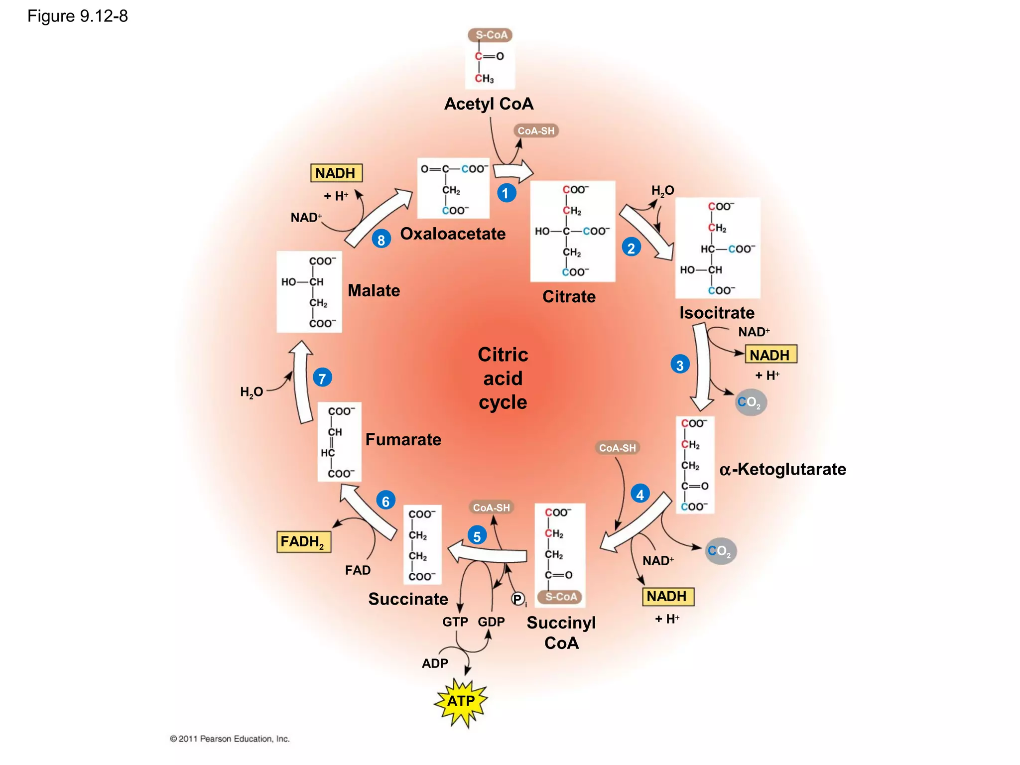 Figure 9.12-8




                                                 Acetyl CoA
                                                             CoA-SH



                           NADH
                               + H+                      1                              H2O

                        NAD+
                                        8   Oxaloacetate
                                                                                2


                                  Malate                          Citrate
                                                                                               Isocitrate
                                                                                                        NAD+
                                                       Citric                                 3
                                                                                                         NADH
                           7                           acid                                                 + H+
                H2 O
                                                       cycle                                            CO2


                                      Fumarate                              CoA-SH

                                                                                                    α-Ketoglutarate
                                        6                                           4
                                                    CoA-SH


                       FADH2                        5
                                                                                                  CO2
                                                                                     NAD+
                                  FAD

                                      Succinate              Pi                         NADH
                                                 GTP GDP      Succinyl                  + H+

                                                                CoA
                                              ADP

                                                 ATP
 