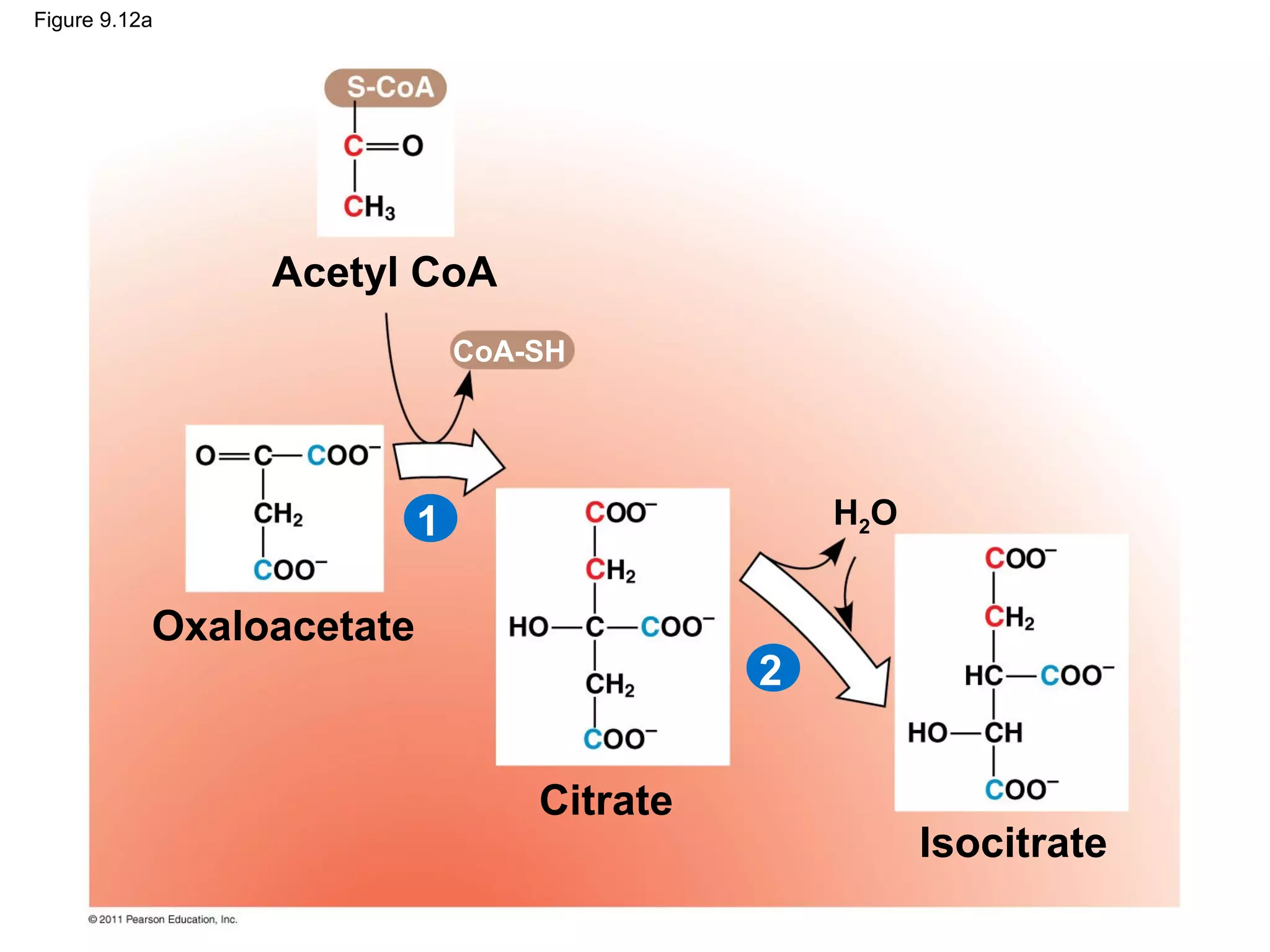 Figure 9.12a




                Acetyl CoA
                              CoA-SH




                          1                     H2O


           Oxaloacetate
                                            2


                                  Citrate
                                                      Isocitrate
 