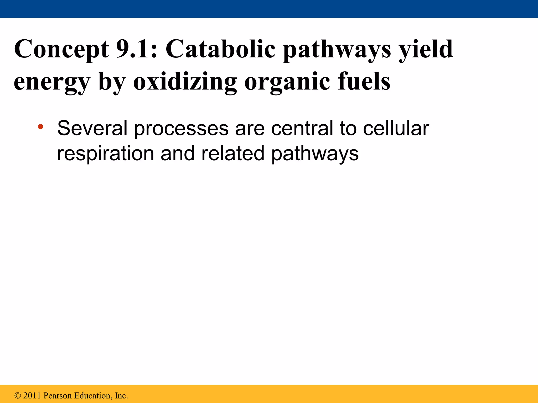 Concept 9.1: Catabolic pathways yield
energy by oxidizing organic fuels
     • Several processes are central to cellular
       respiration and related pathways




© 2011 Pearson Education, Inc.
 