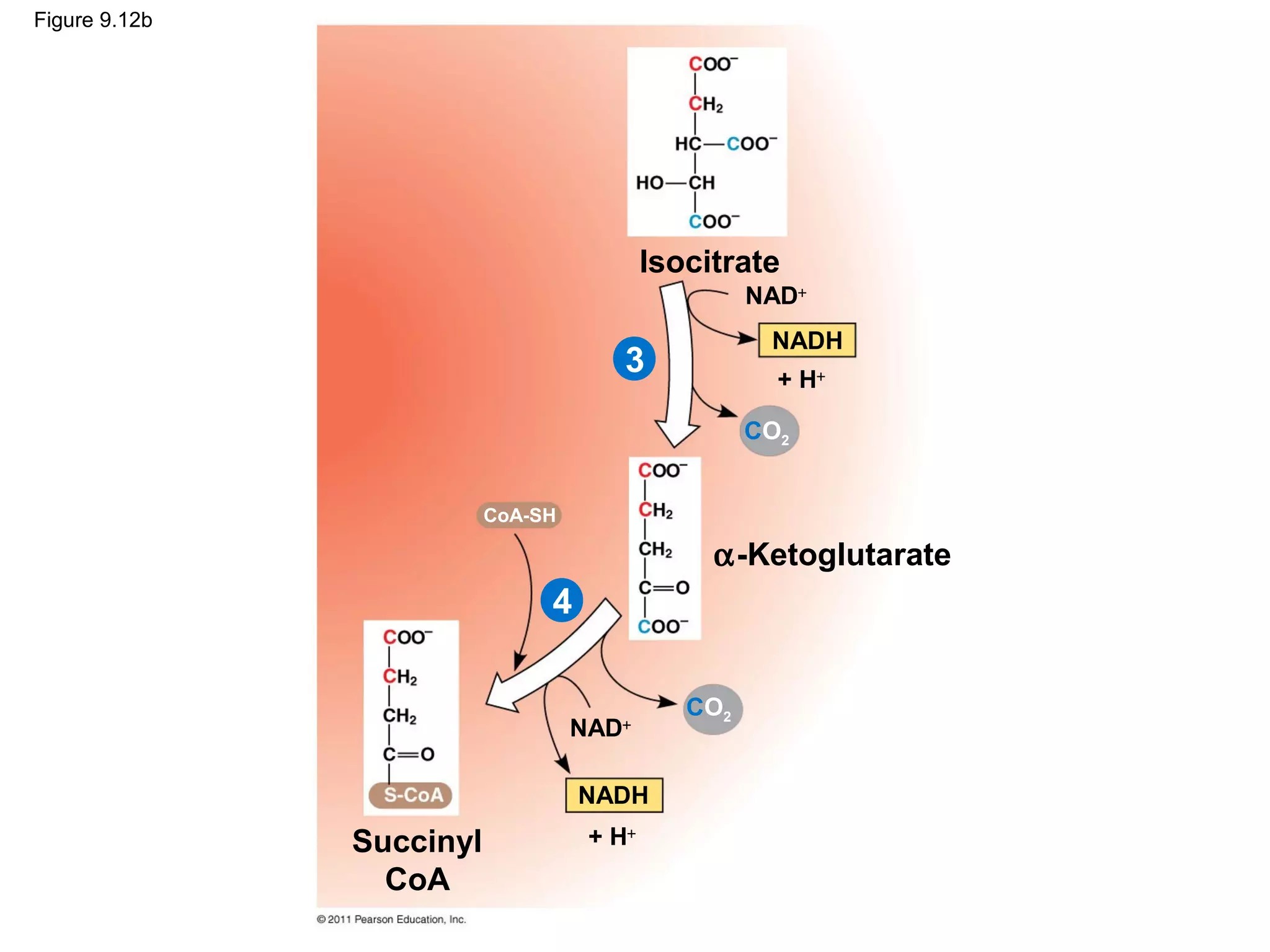 Figure 9.12b




                                           Isocitrate
                                                    NAD+
                                                     NADH
                                       3              + H+

                                                    CO2


                          CoA-SH

                                                α-Ketoglutarate
                               4

                                              CO2
                                   NAD+

                                   NADH
               Succinyl             + H+
                 CoA
 