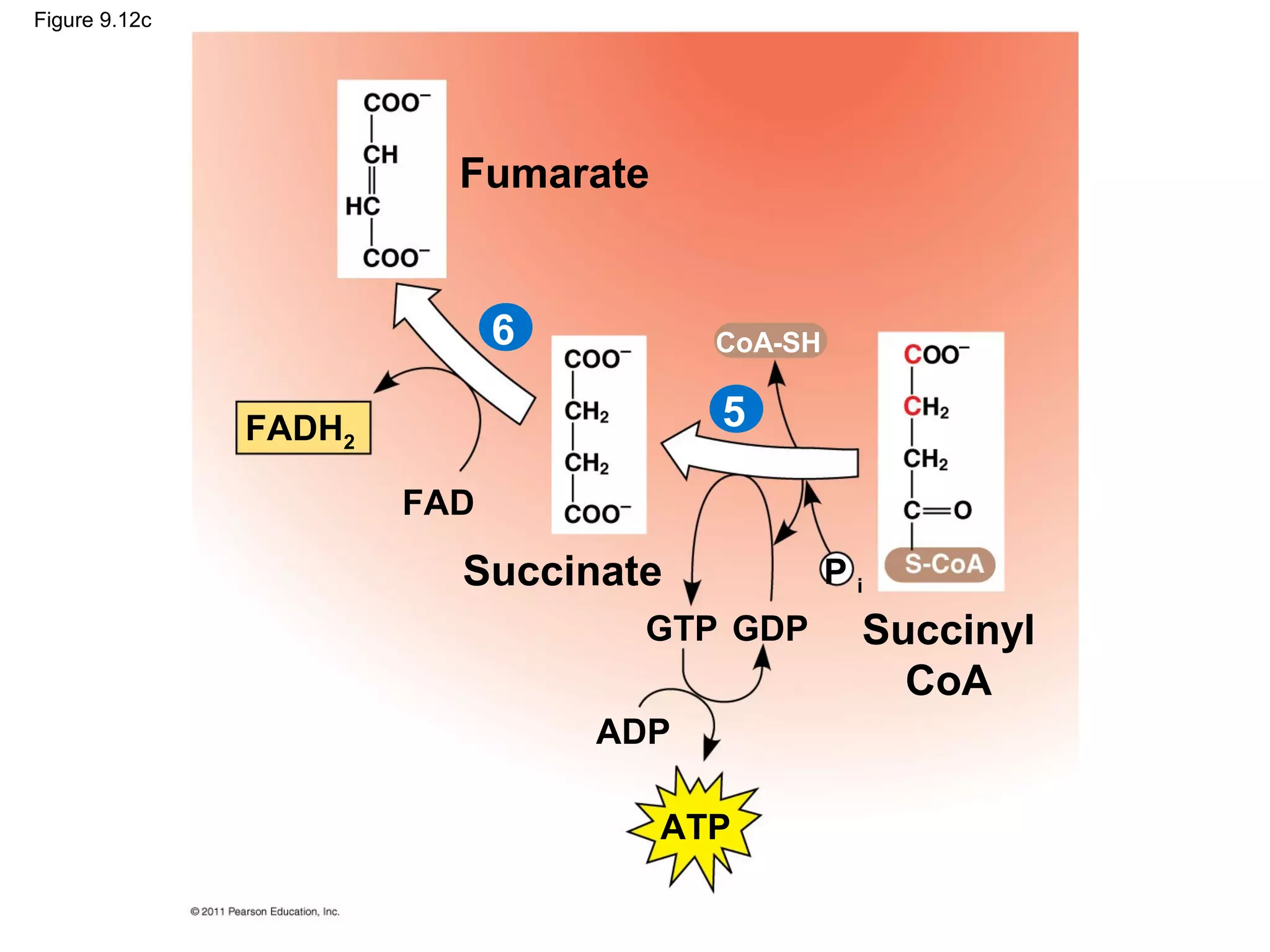 Figure 9.12c




                         Fumarate


                             6         CoA-SH


               FADH2                   5

                       FAD

                         Succinate              Pi
                                  GTP GDP        Succinyl
                                                   CoA
                                 ADP

                                    ATP
 