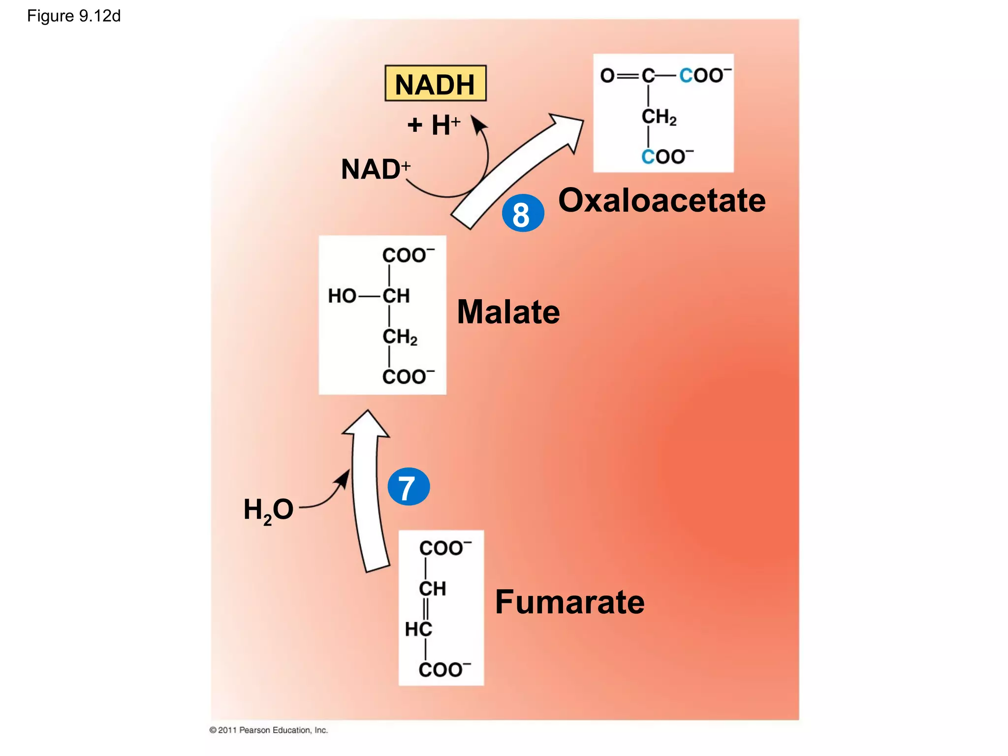 Figure 9.12d



                        NADH
                         + H+
                     NAD+
                                8 Oxaloacetate

                            Malate




                        7
               H2O


                                Fumarate
 