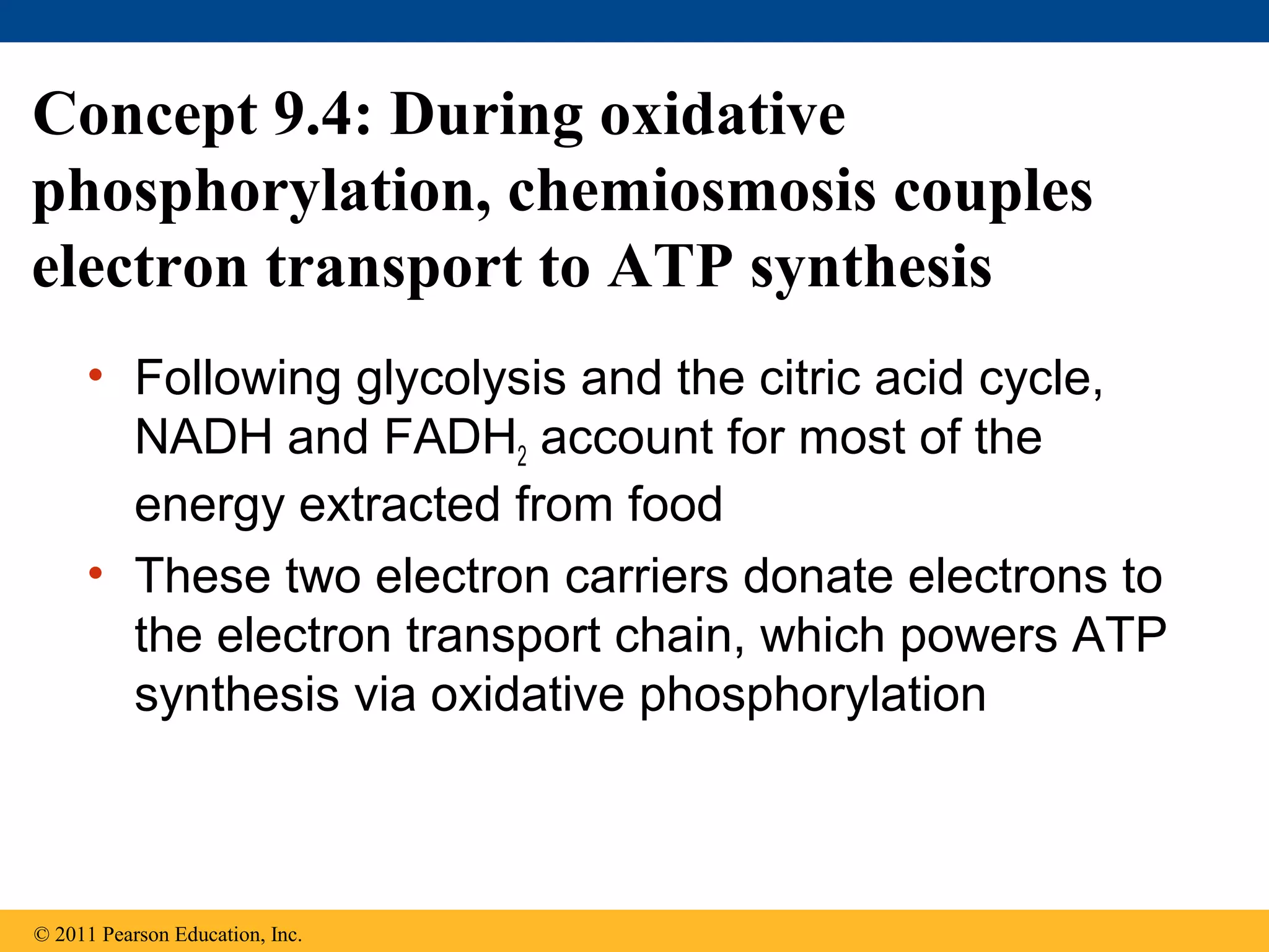 Concept 9.4: During oxidative
phosphorylation, chemiosmosis couples
electron transport to ATP synthesis
     • Following glycolysis and the citric acid cycle,
       NADH and FADH2 account for most of the
       energy extracted from food
     • These two electron carriers donate electrons to
       the electron transport chain, which powers ATP
       synthesis via oxidative phosphorylation



© 2011 Pearson Education, Inc.
 