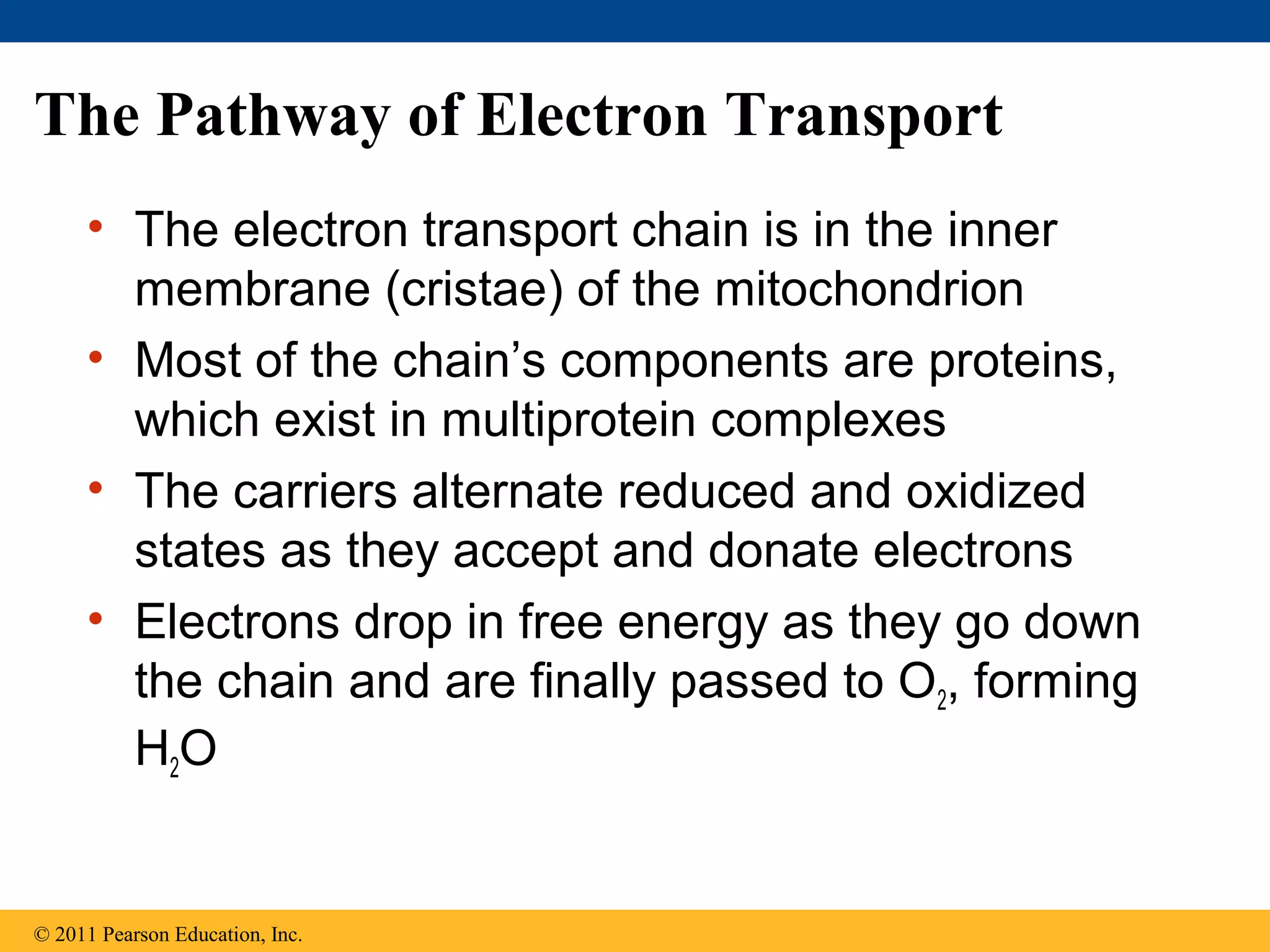 The Pathway of Electron Transport
     • The electron transport chain is in the inner
       membrane (cristae) of the mitochondrion
     • Most of the chain’s components are proteins,
       which exist in multiprotein complexes
     • The carriers alternate reduced and oxidized
       states as they accept and donate electrons
     • Electrons drop in free energy as they go down
       the chain and are finally passed to O2, forming
       H2O


© 2011 Pearson Education, Inc.
 