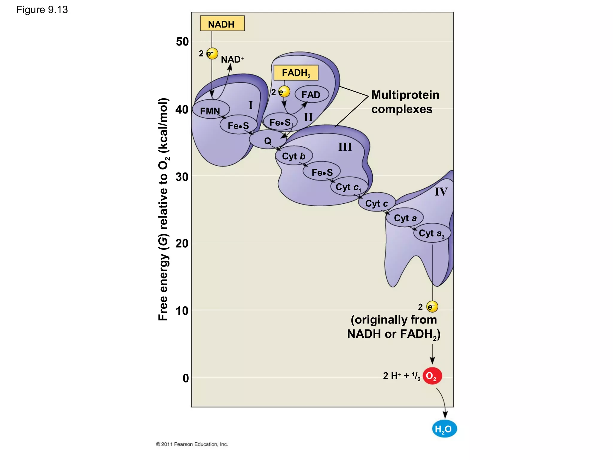 Figure 9.13
                                                                 NADH
                                                          50
                                                               2 e−
                                                                      NAD+
                                                                                     FADH2

                                                                                 2 e−    FAD                   Multiprotein




              Free energy (G) relative to O2 (kcal/mol)
                                                          40   FMN
                                                                             I                                 complexes
                                                                                 Fe• S   II
                                                                       Fe• S
                                                                                 Q
                                                                                                     III
                                                                                     Cyt b
                                                                                             Fe• S
                                                          30
                                                                                                     Cyt c1
                                                                                                                                 IV
                                                                                                              Cyt c
                                                                                                                      Cyt a
                                                                                                                              Cyt a3
                                                          20




                                                                                                                              2 e−
                                                          10
                                                                                                       (originally from
                                                                                                       NADH or FADH2)


                                                           0                                                     2 H+ + 1/2 O2




                                                                                                                                 H2O
 