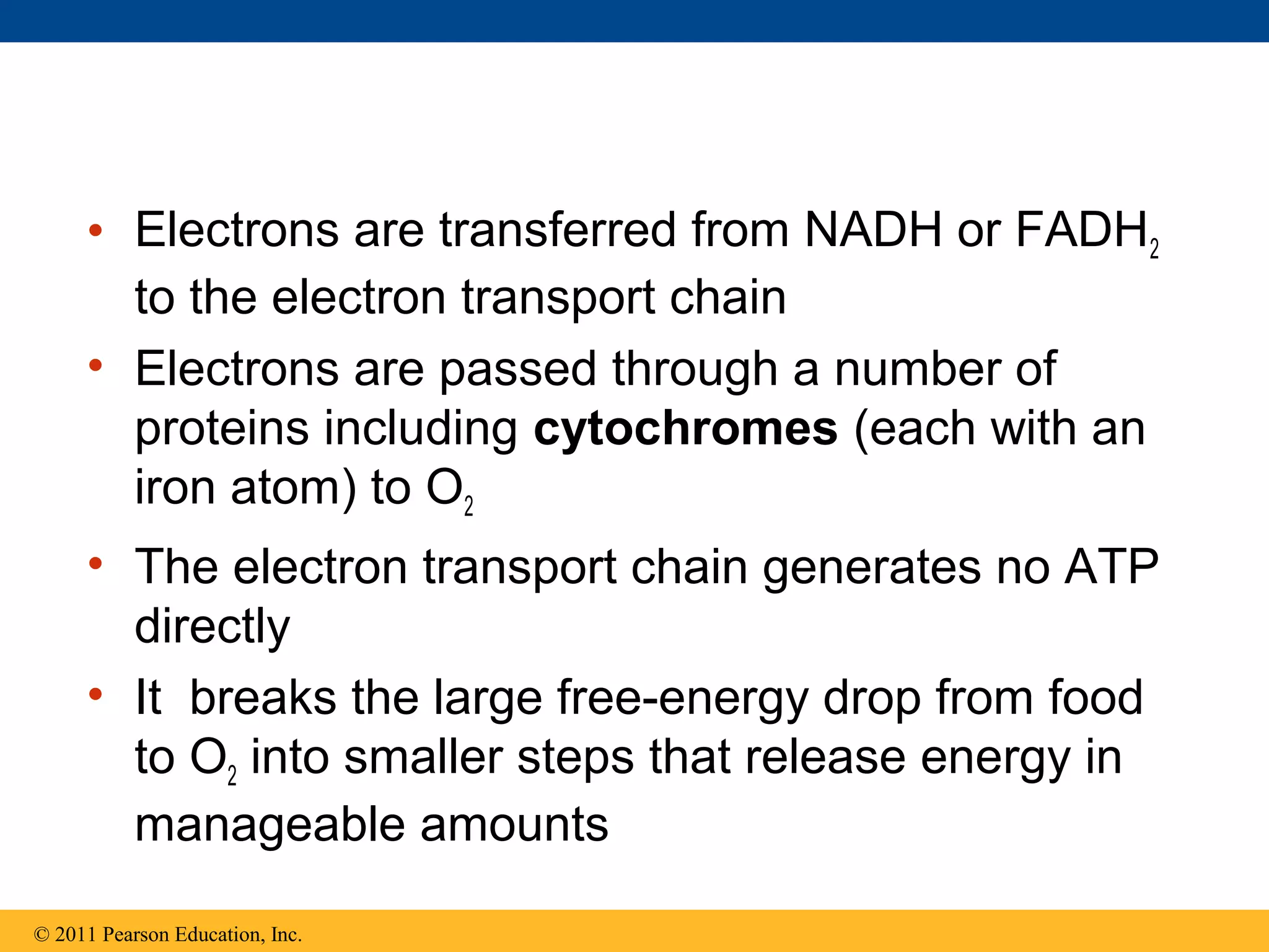 • Electrons are transferred from NADH or FADH2
       to the electron transport chain
     • Electrons are passed through a number of
       proteins including cytochromes (each with an
       iron atom) to O2
     • The electron transport chain generates no ATP
       directly
     • It breaks the large free-energy drop from food
       to O2 into smaller steps that release energy in
       manageable amounts

© 2011 Pearson Education, Inc.
 