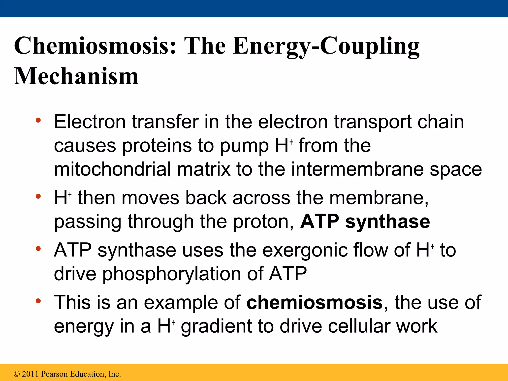 Chemiosmosis: The Energy-Coupling
Mechanism
     • Electron transfer in the electron transport chain
       causes proteins to pump H+ from the
       mitochondrial matrix to the intermembrane space
     • H+ then moves back across the membrane,
       passing through the proton, ATP synthase
     • ATP synthase uses the exergonic flow of H+ to
       drive phosphorylation of ATP
     • This is an example of chemiosmosis, the use of
       energy in a H+ gradient to drive cellular work

© 2011 Pearson Education, Inc.
 