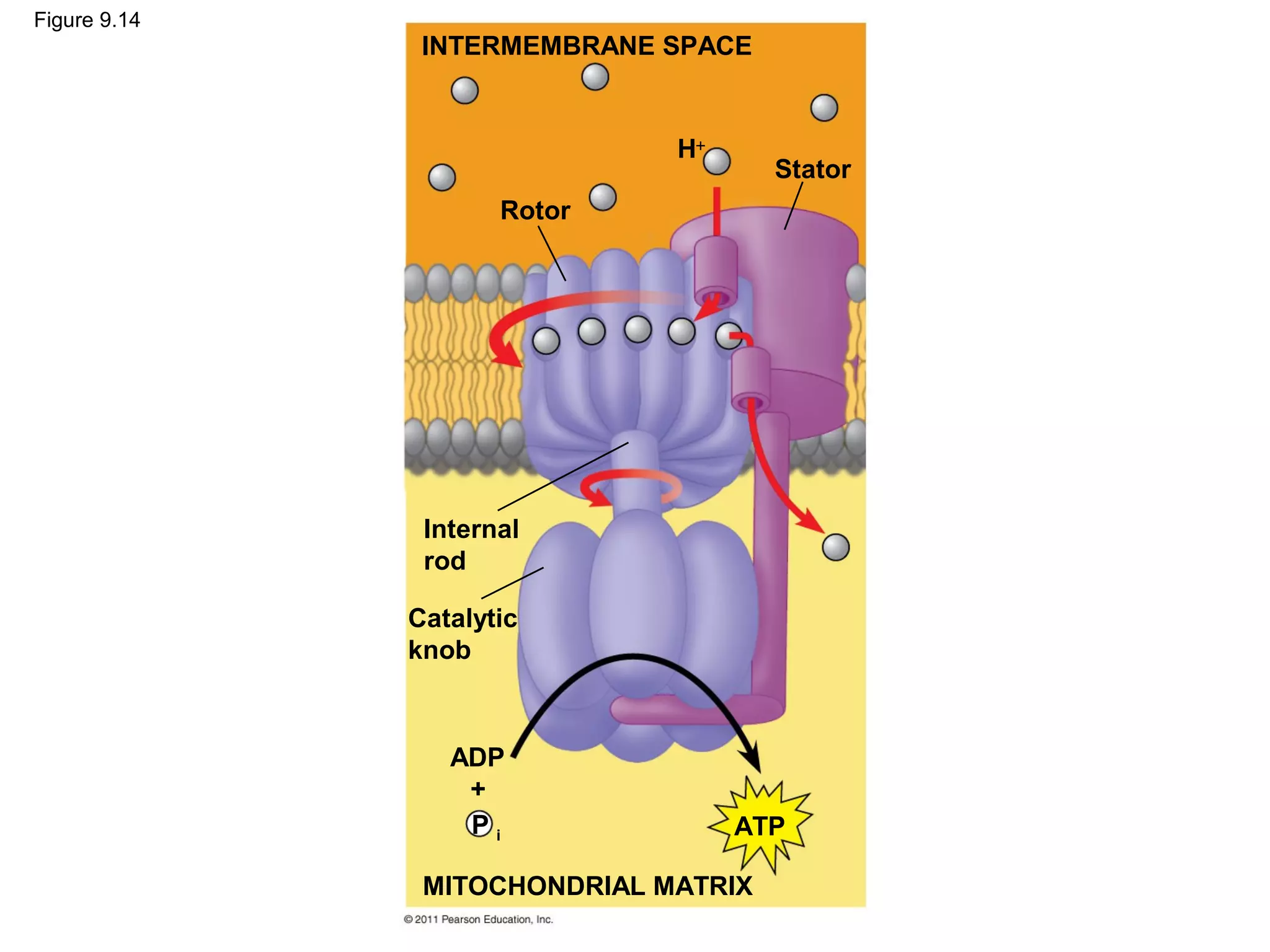 Figure 9.14
               INTERMEMBRANE SPACE


                              H+
                                      Stator
                     Rotor




               Internal
               rod

              Catalytic
              knob



                 ADP
                  +
                  Pi               ATP

               MITOCHONDRIAL MATRIX
 