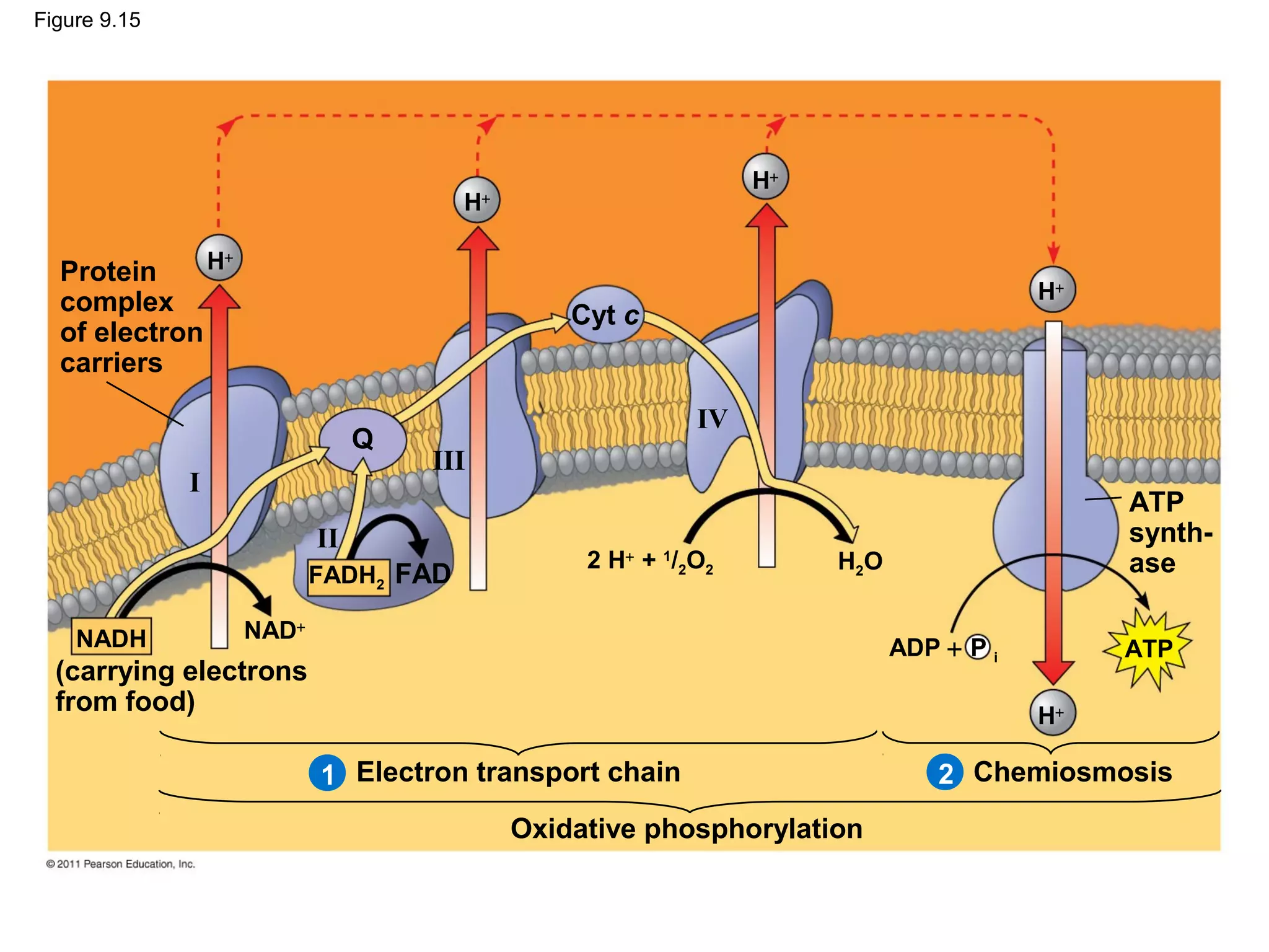 Figure 9.15




                                                                     H+
                                         H   +




  Protein     H   +


  complex                                                                                   H+
                                                     Cyt c
  of electron
  carriers
                                                                IV
                                  Q
                                      III
              I
                                                                                                 ATP
                             II                                                                  synth-
                                                      2 H+ + 1/2O2        H2O                    ase
                             FADH2 FAD

    NADH              NAD+
                                                                                ADP + P i        ATP
  (carrying electrons
  from food)                                                                                H+

                             1 Electron transport chain                             2 Chemiosmosis
                                                 Oxidative phosphorylation
 